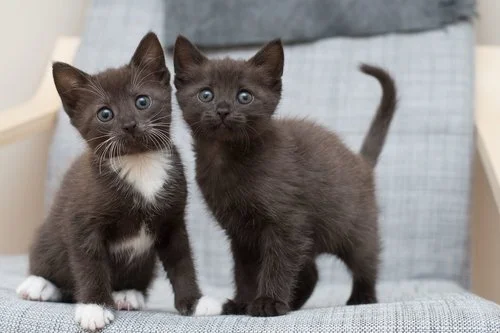 Adopting in Pairs