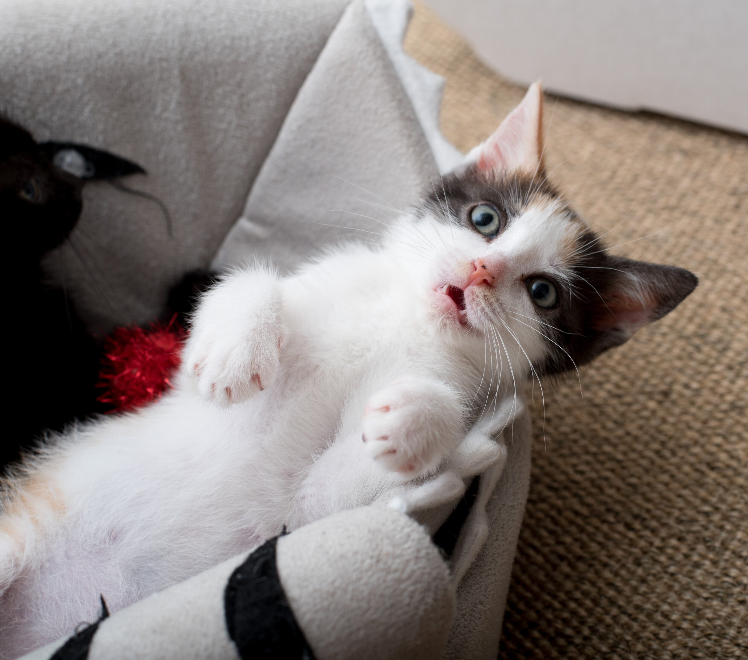 How to Get Kittens Not to Bite You