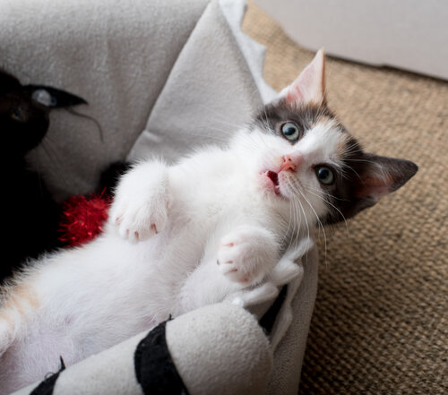 Kitten Care - Home — Kitten Lady Kitten Care - Home — Kitten Lady
