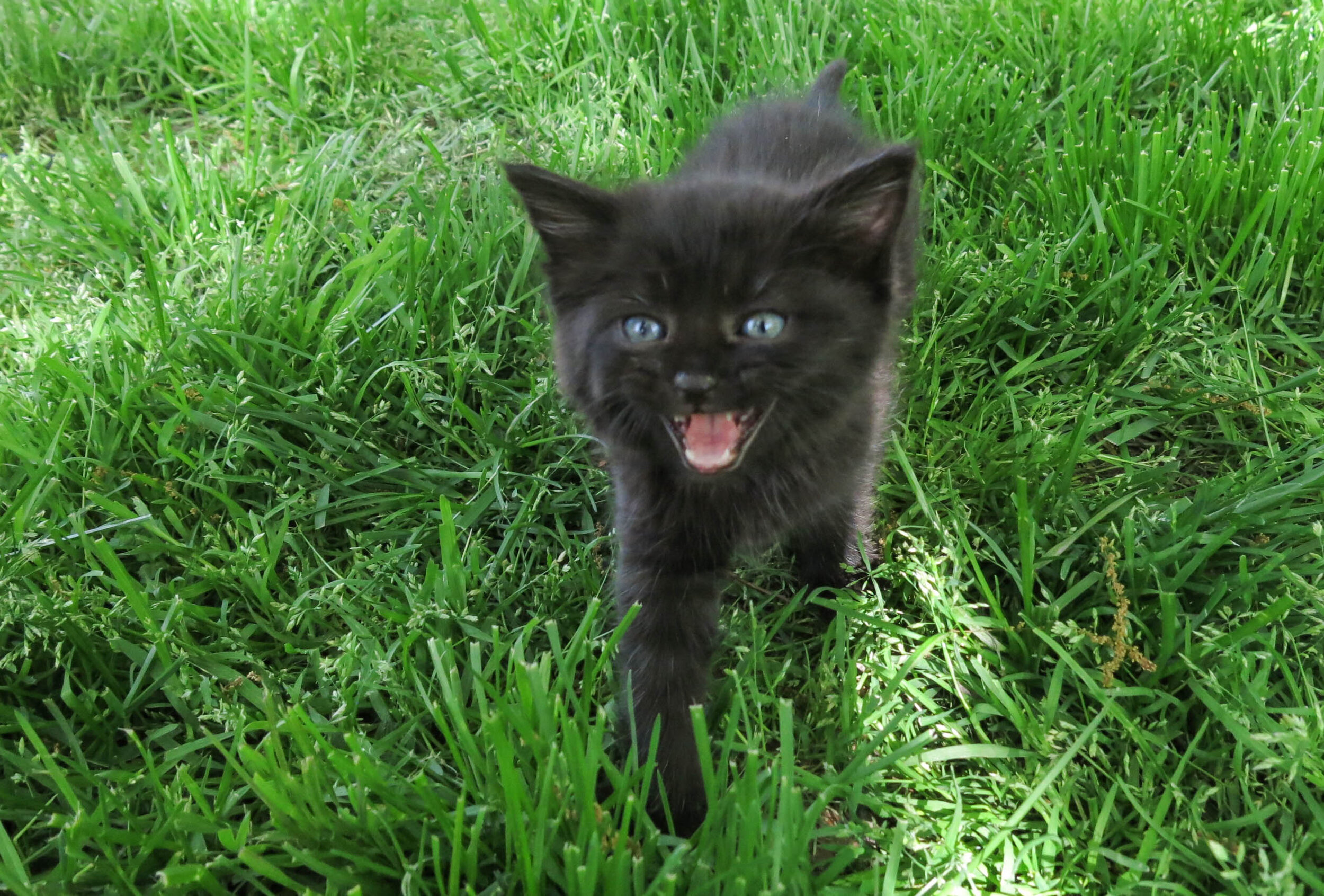Feral Kittens