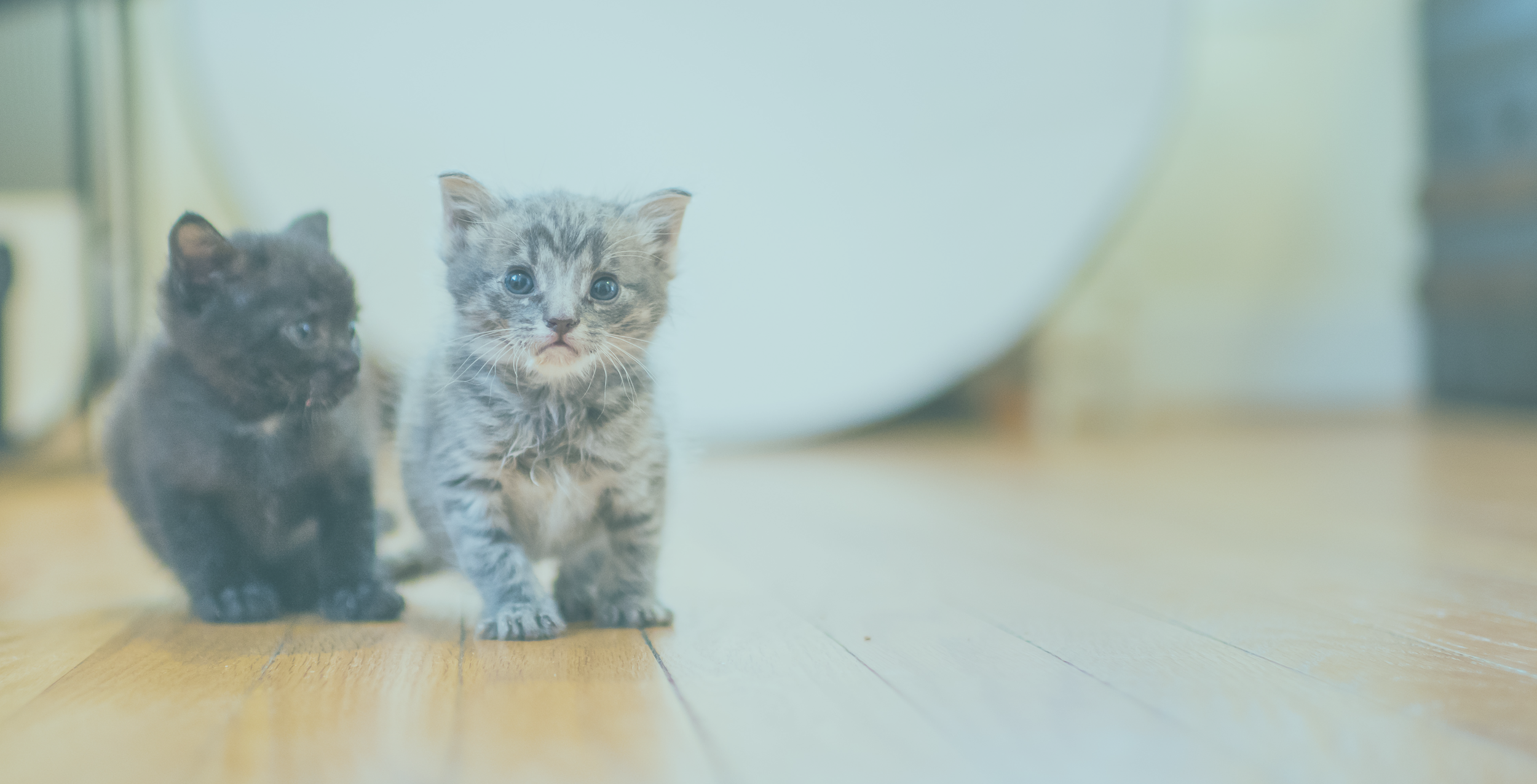 Kitten Care - View All — Kitten Lady