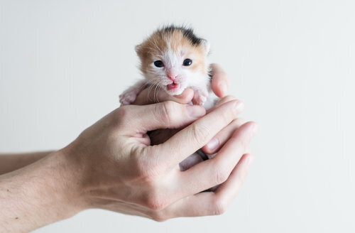 1 week old kitten care