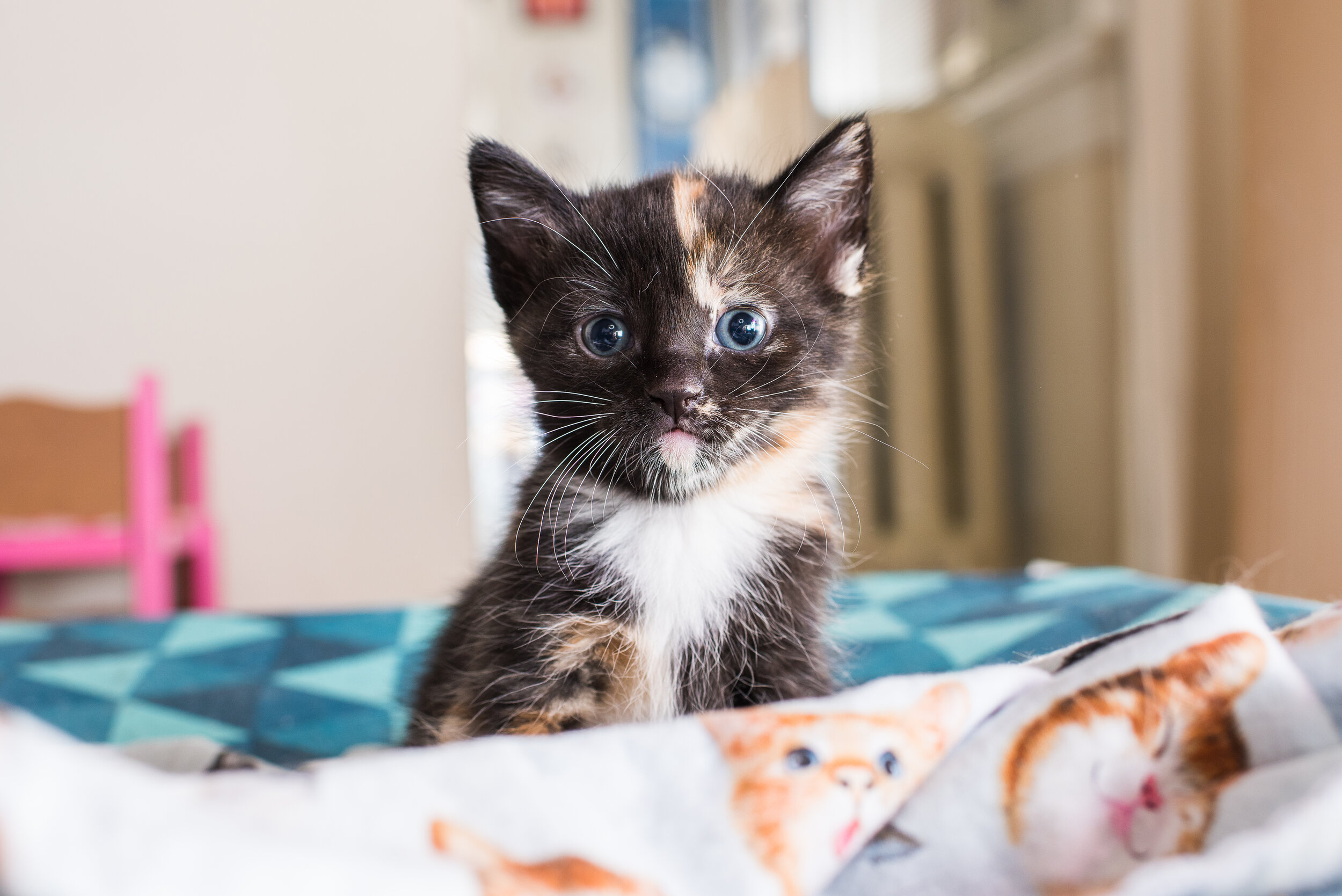 Carolina: Kittens For Sale Near Me Free Craigslist