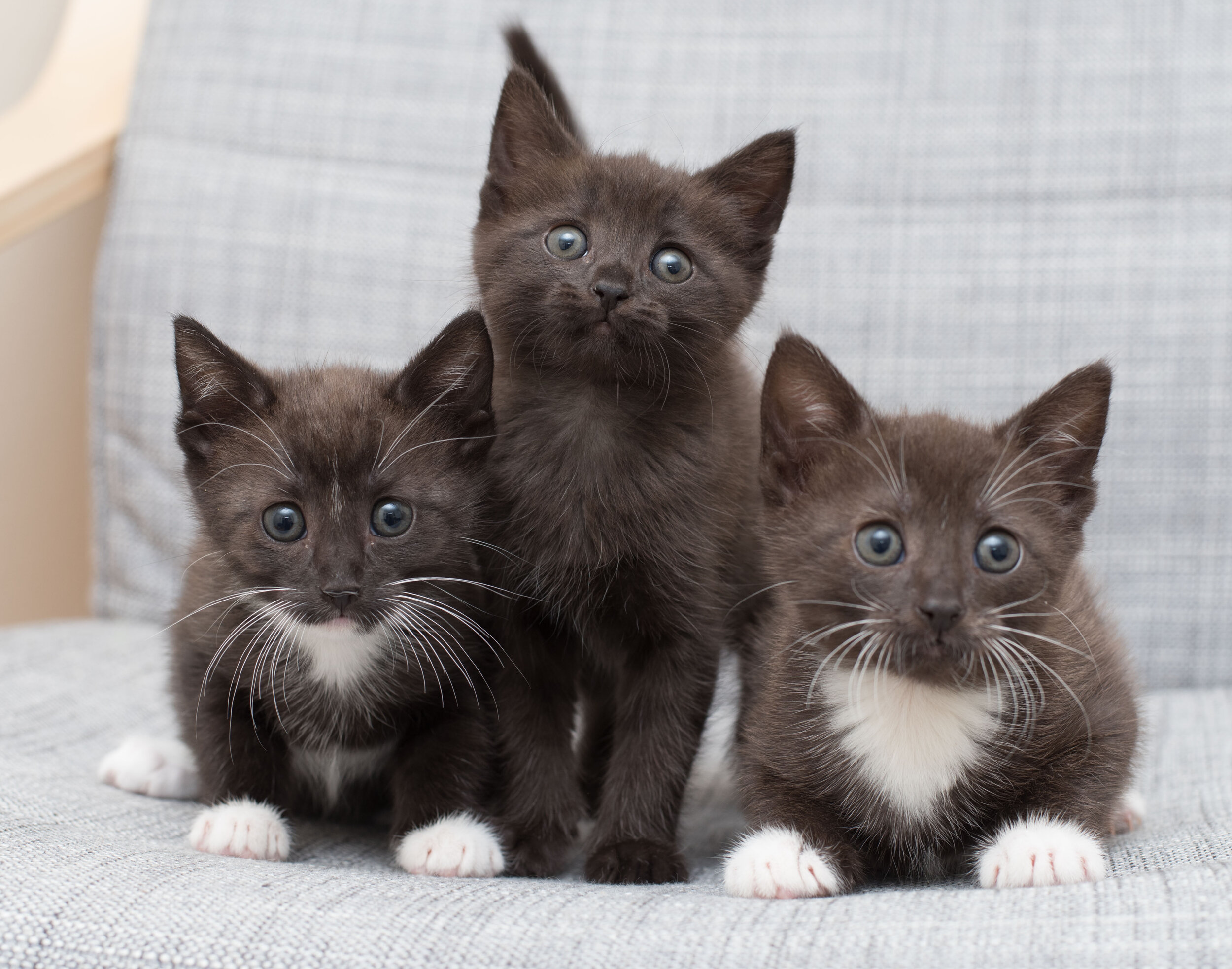 Cute British Shorthair Kitten Litter Box Home Stock Photo by