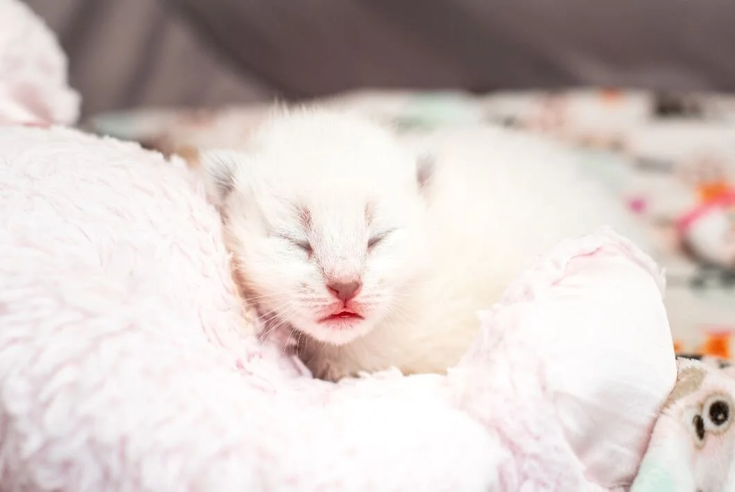 Grieving the Loss of a Foster Kitten