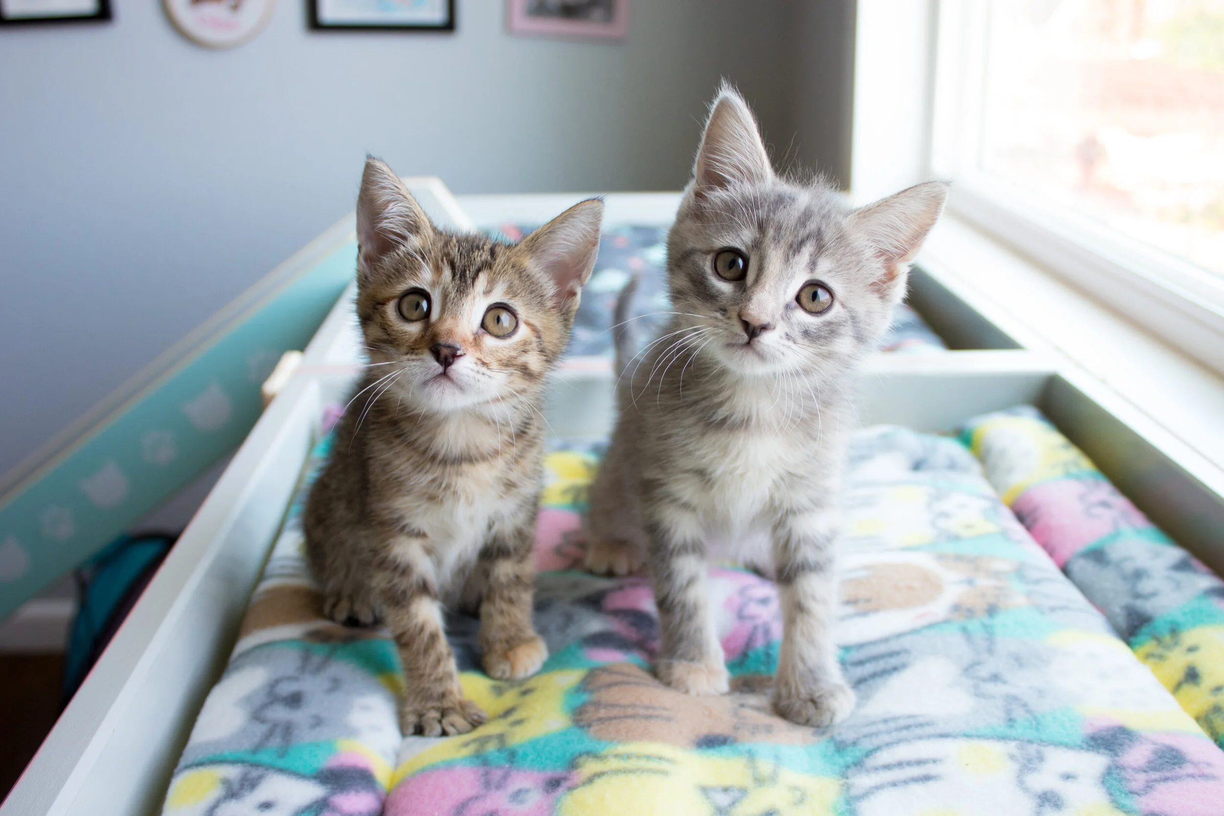 kitten lady feral cats