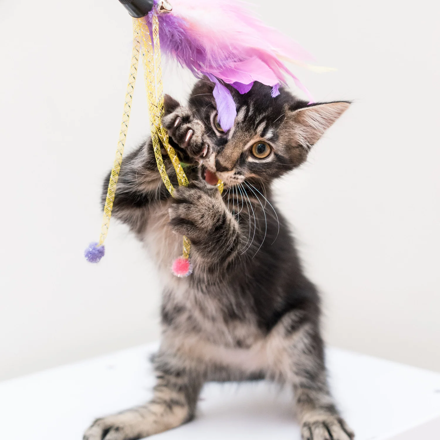 Snapshot of Clipping Kitten Claws To Reduce Stress