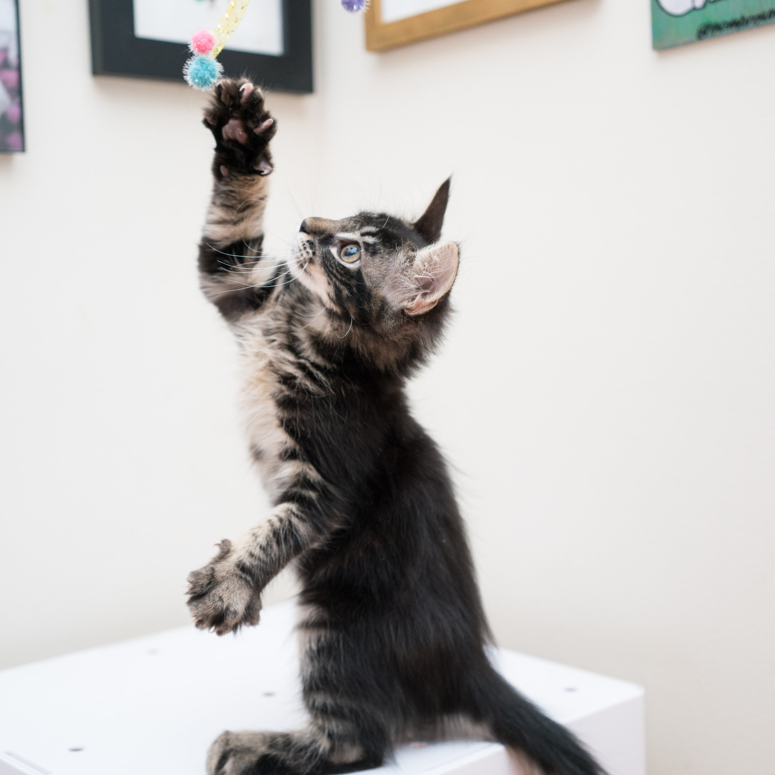 Trimming Kitten Claws