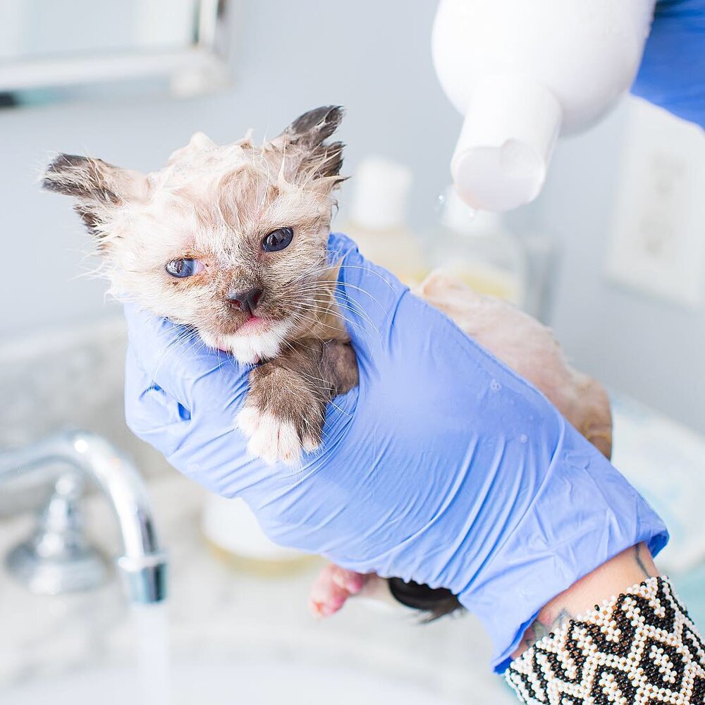 How to Help Kittens with Ringworm — Kitten Lady
