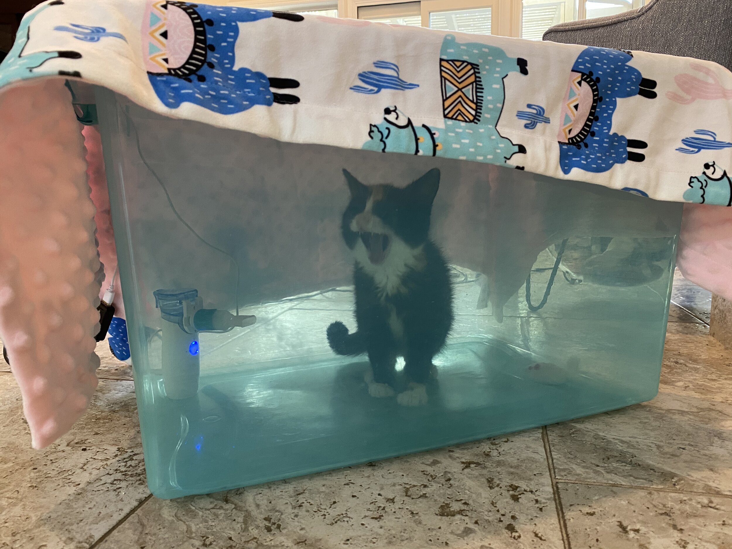 How to Use a Nebulizer With a Kitten