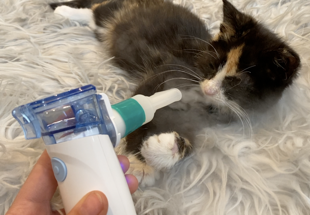 How to Use a Nebulizer with a Kitten — Kitten Lady