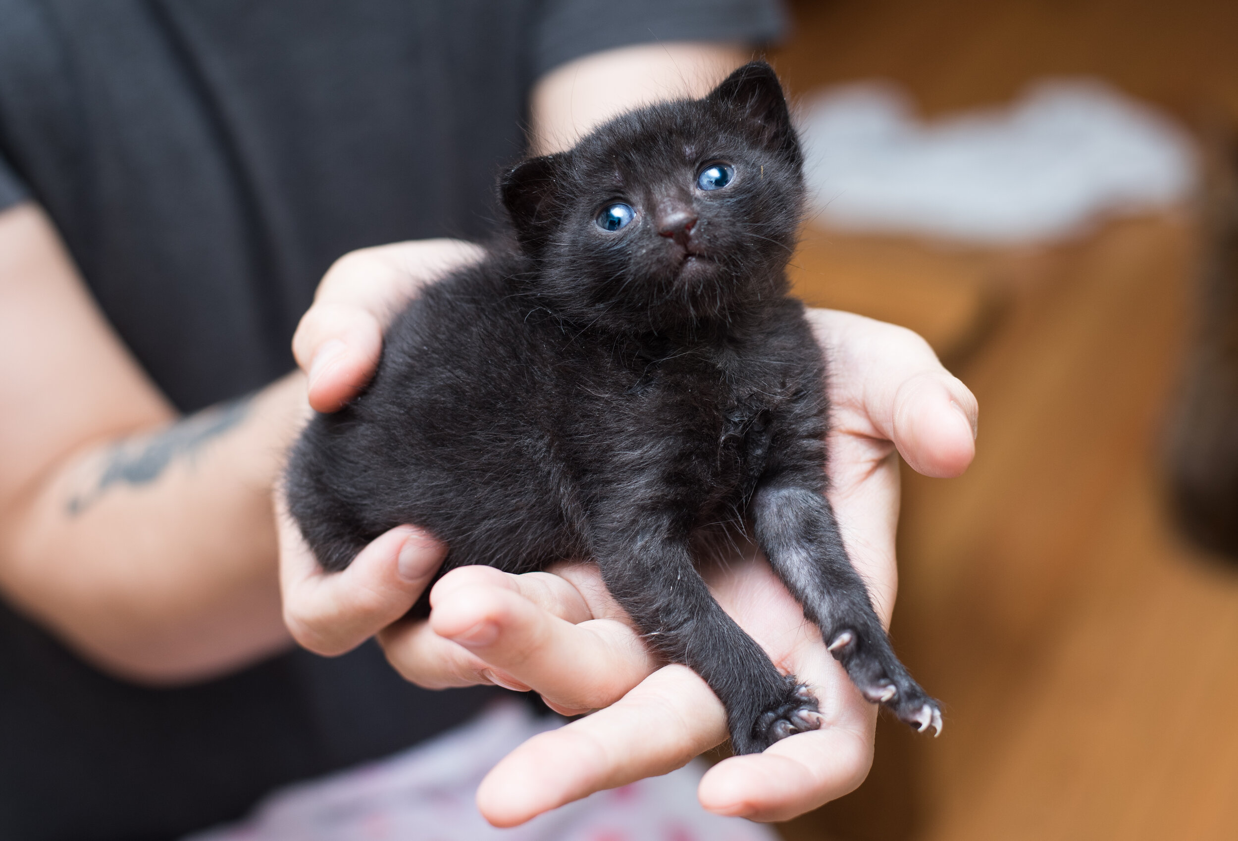 Kitten Belly Button