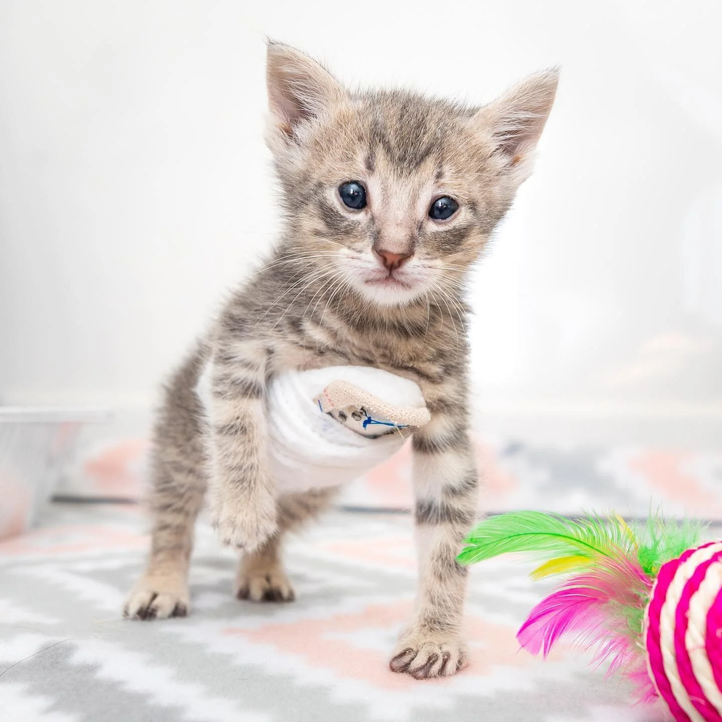 Pectus Excavatum in Kittens