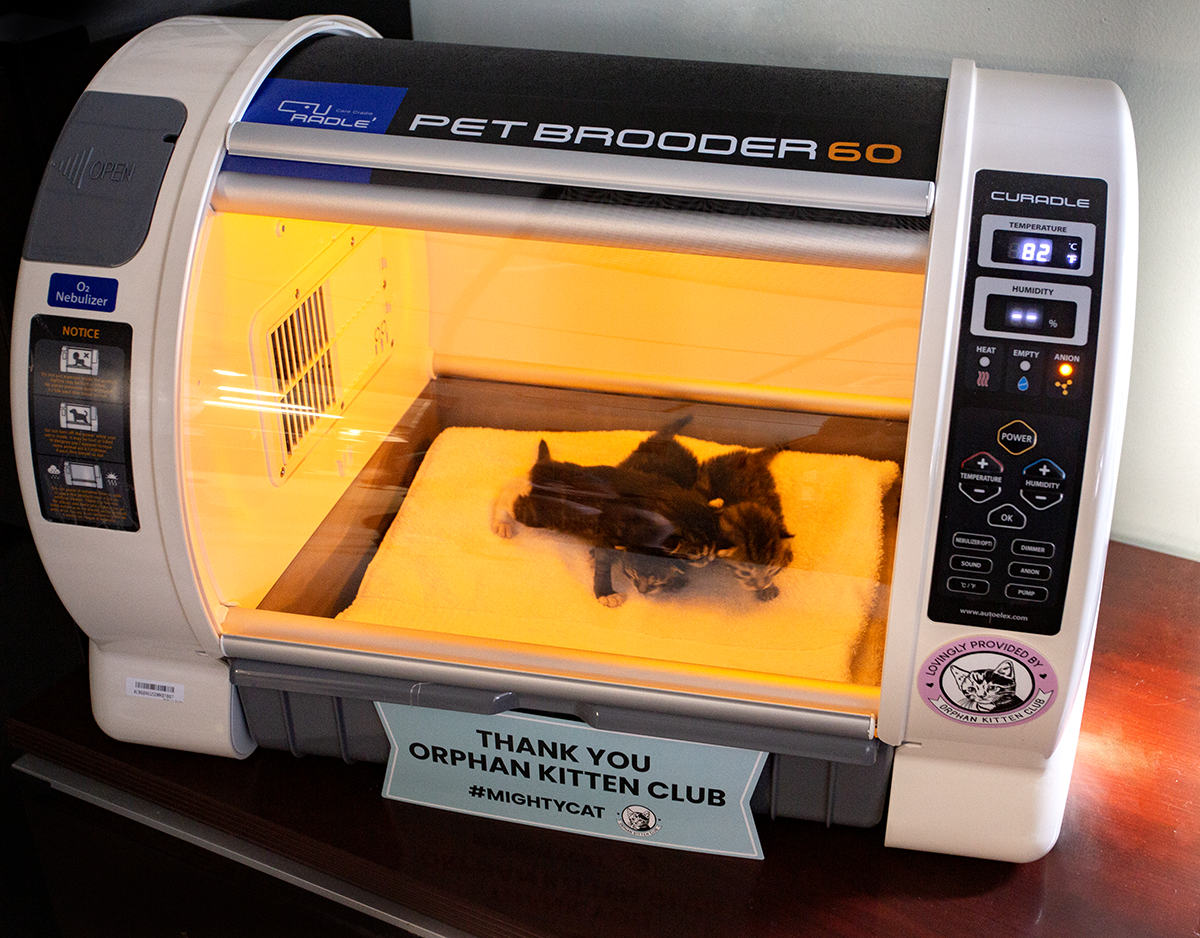 How to Use a Kitten Incubator