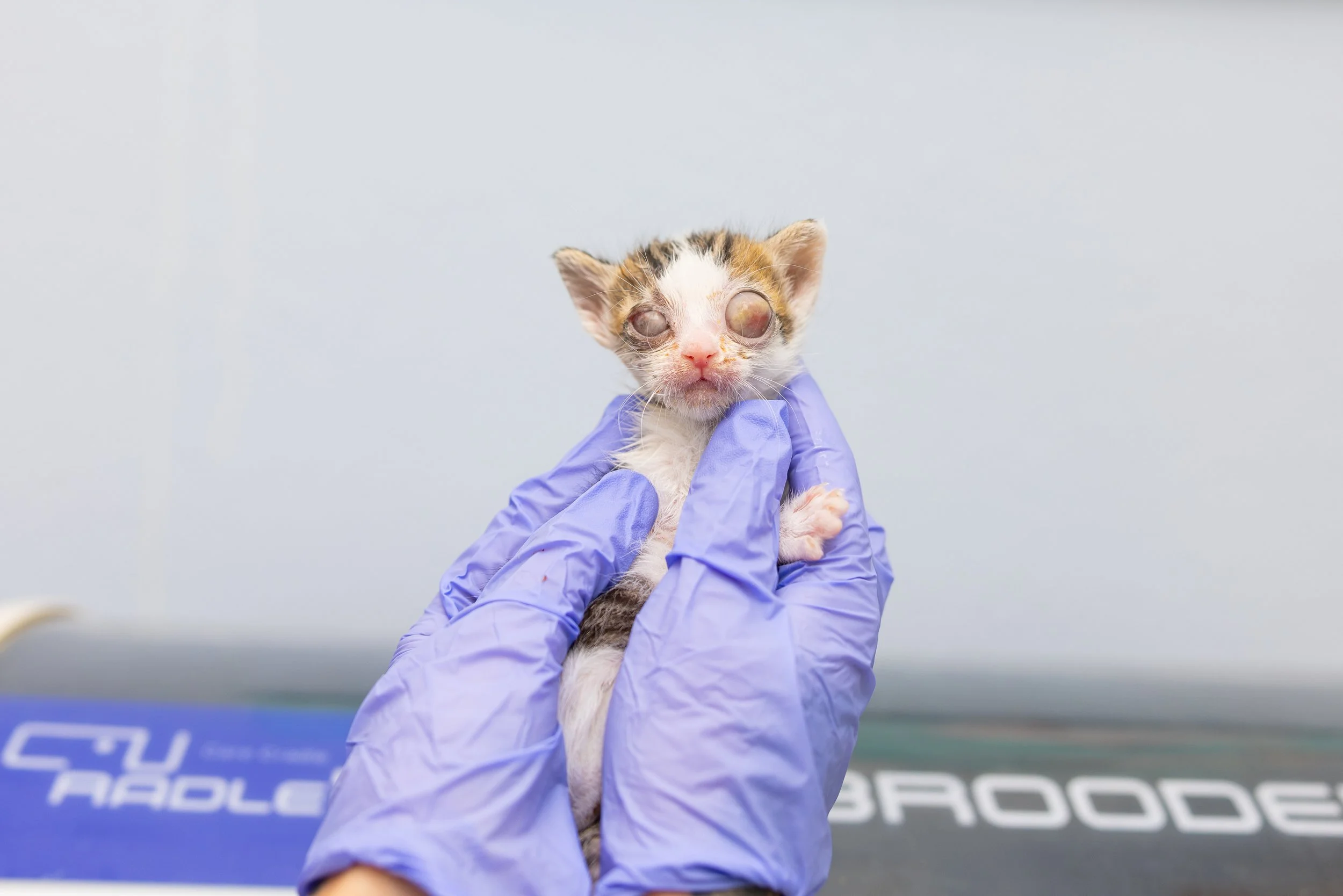 Caring for Blind Kittens