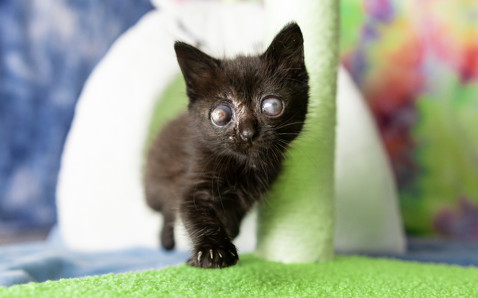Addressing Eye Infections in Kittens