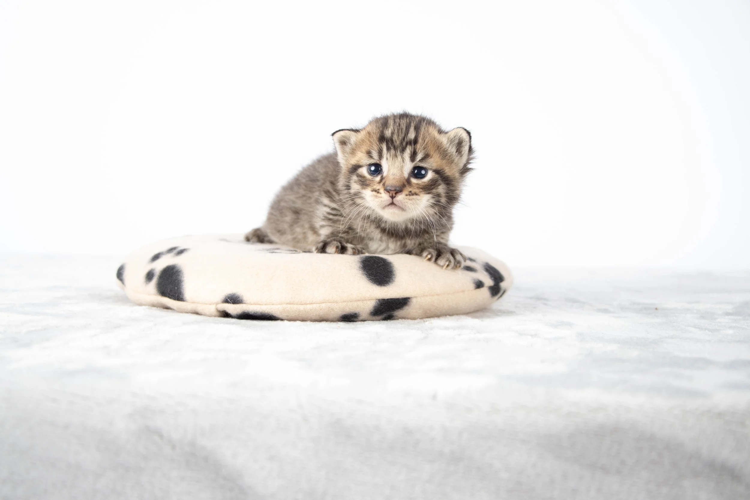 Heat Sources for Kittens