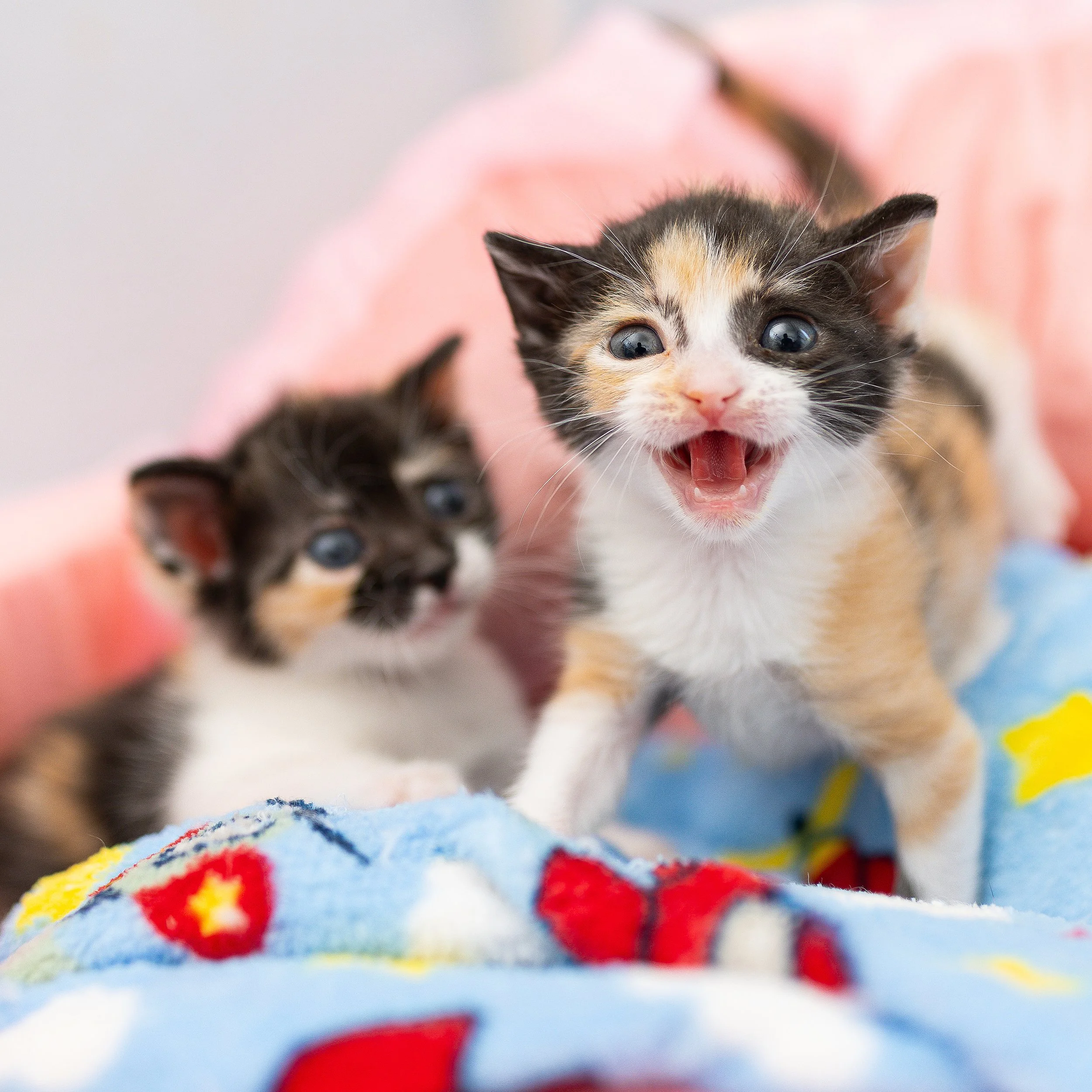 Kitten Care Training Webinars