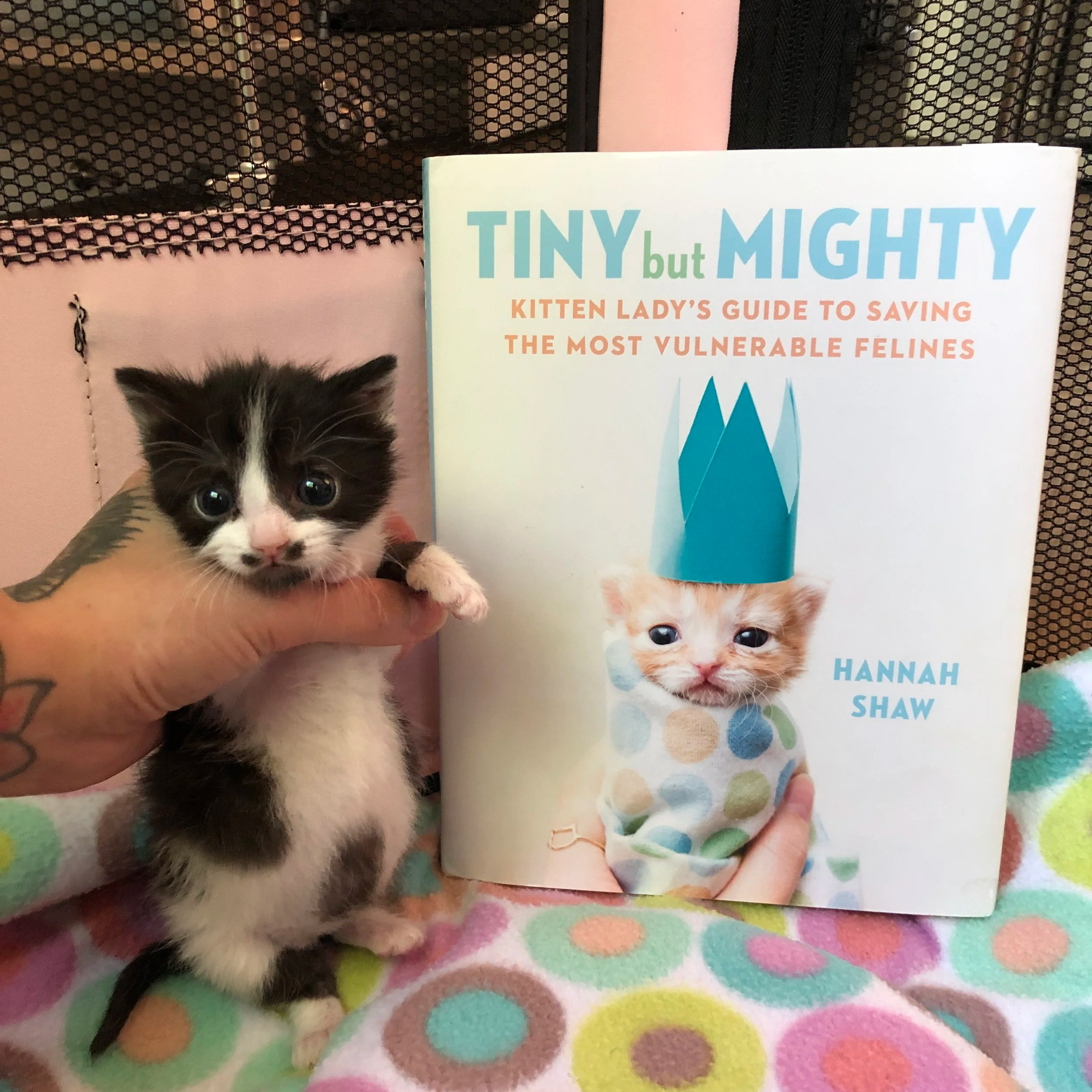 Kitten Care Training Book
