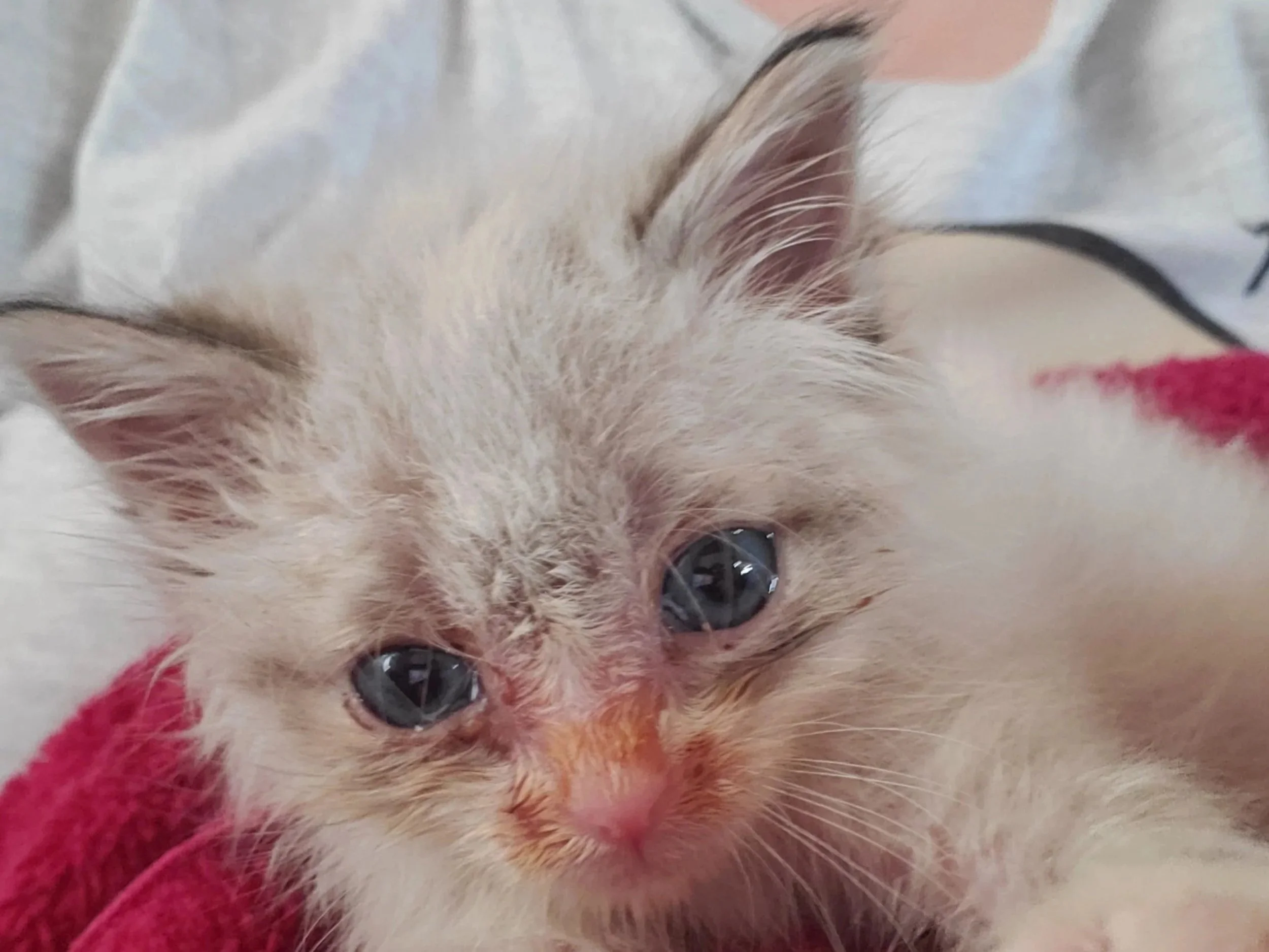 Kitten Care - View All — Kitten Lady