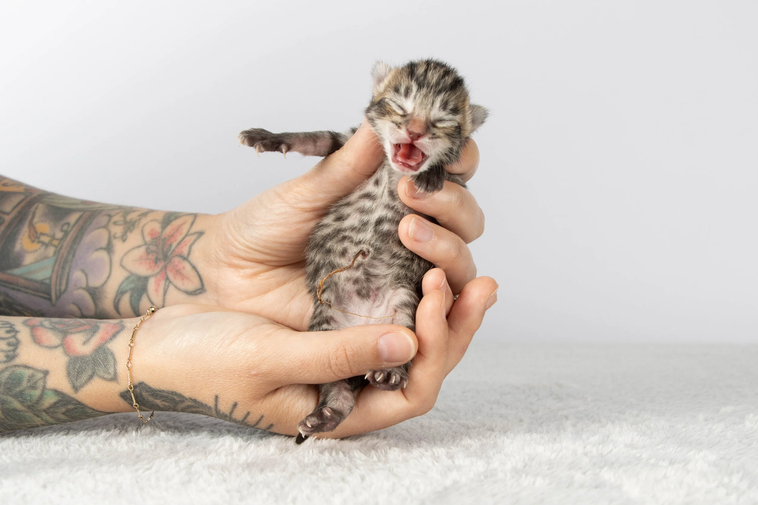 Kitten Age Calculator