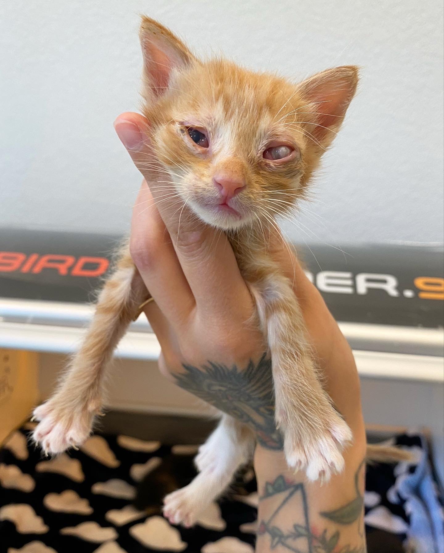 Cat pink eye home remedy online