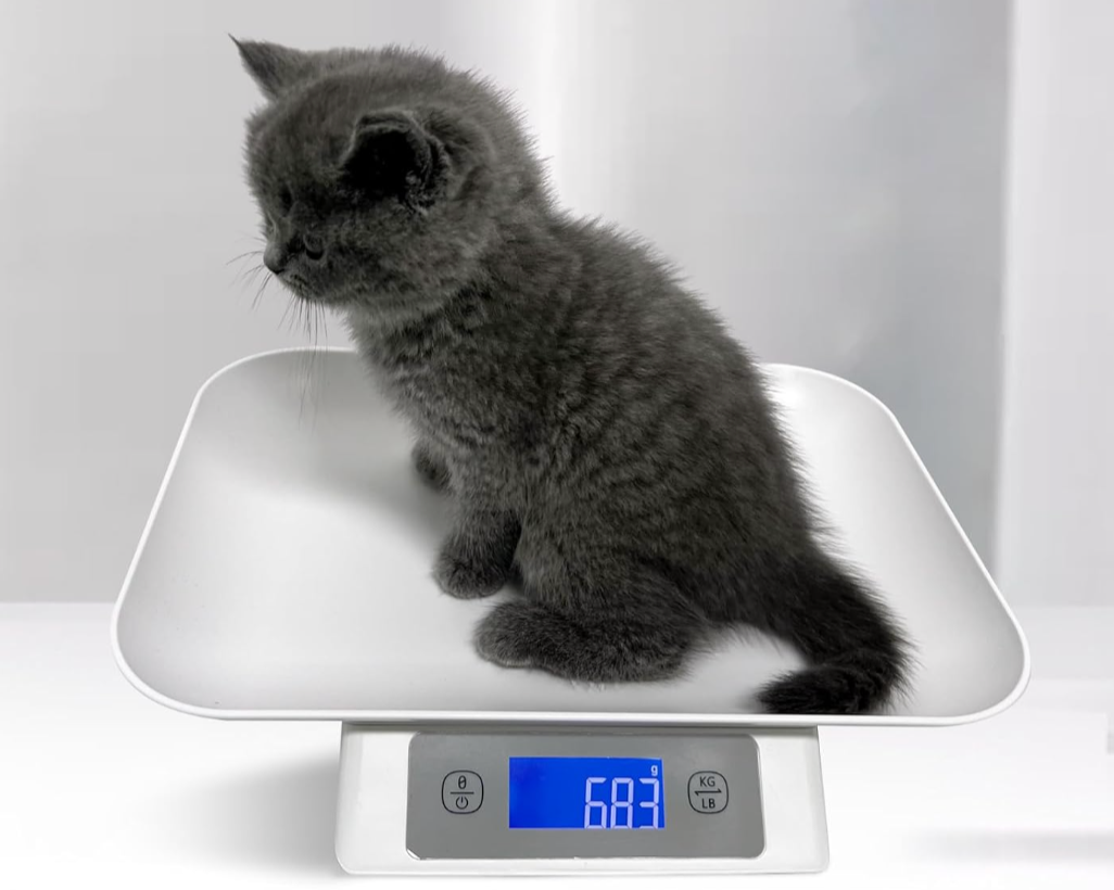 Weighing Kittens — Kitten Lady