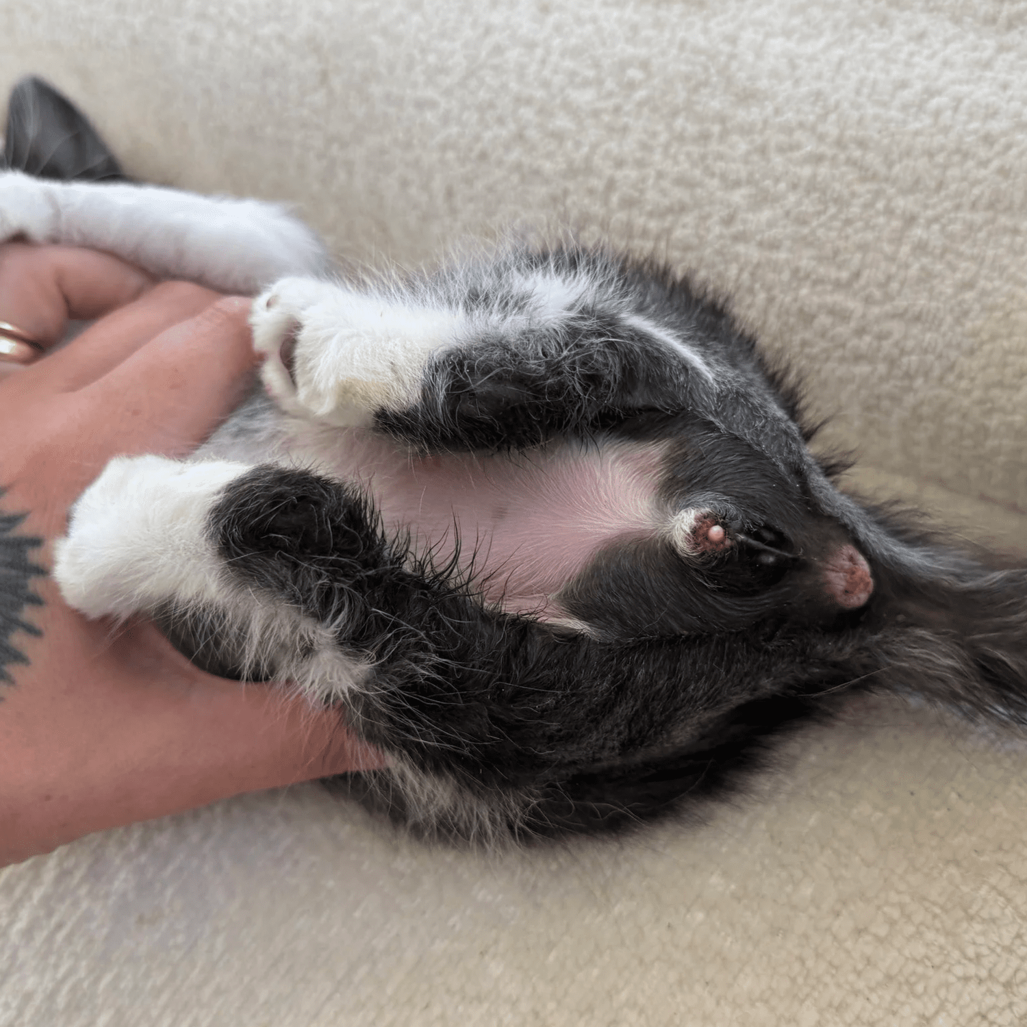 Sibling Sucking: What to Do if a Kitten is Nursing on a Littermate ...