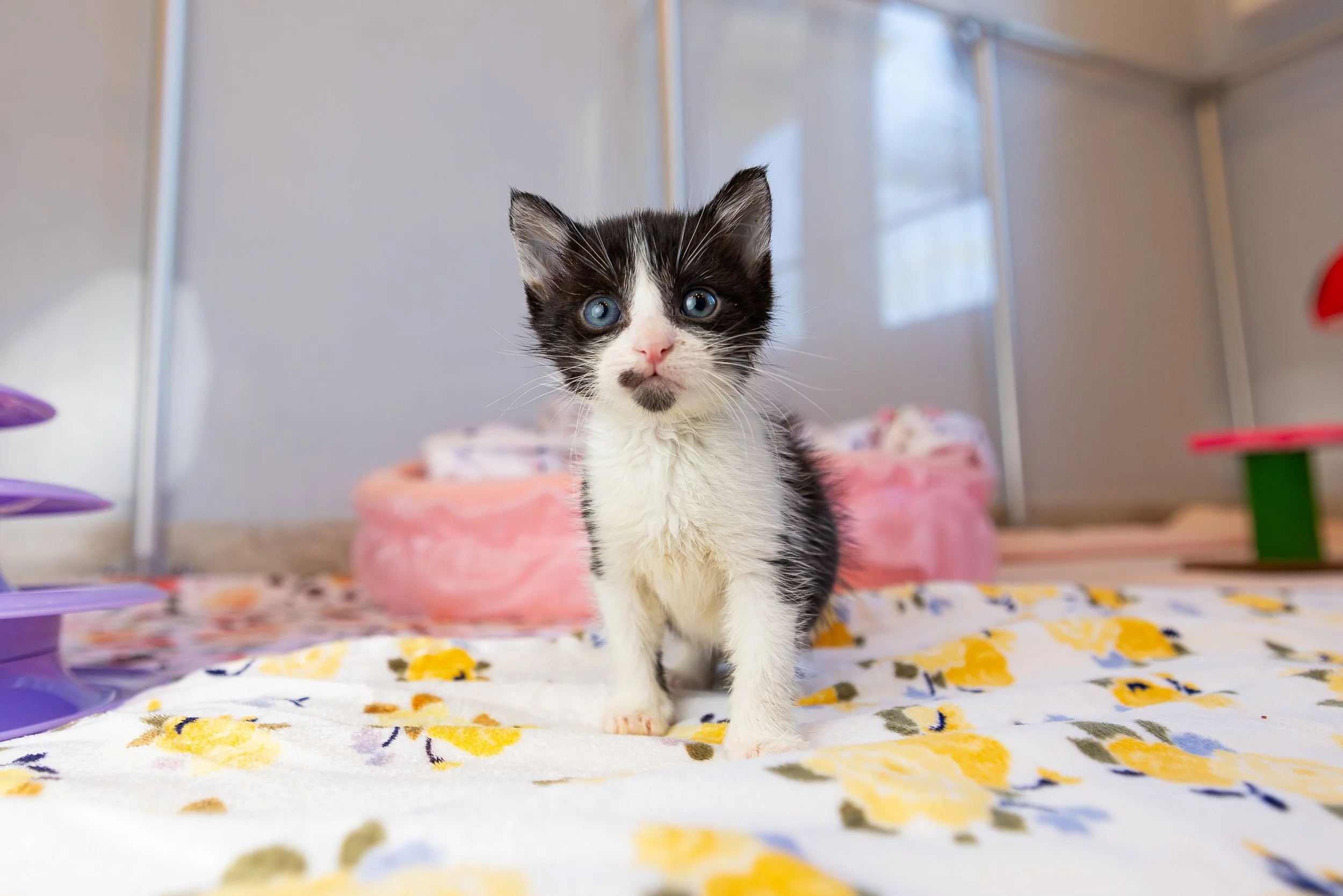 Why and How to Quarantine Foster Kittens