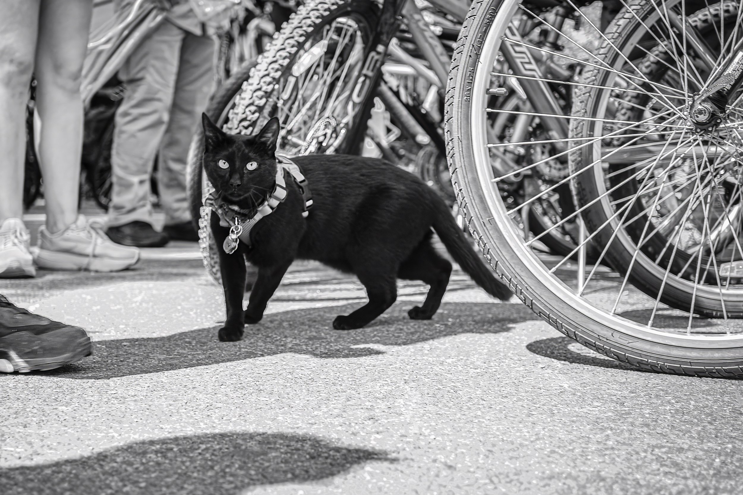 BIKE_CAT-2.jpeg