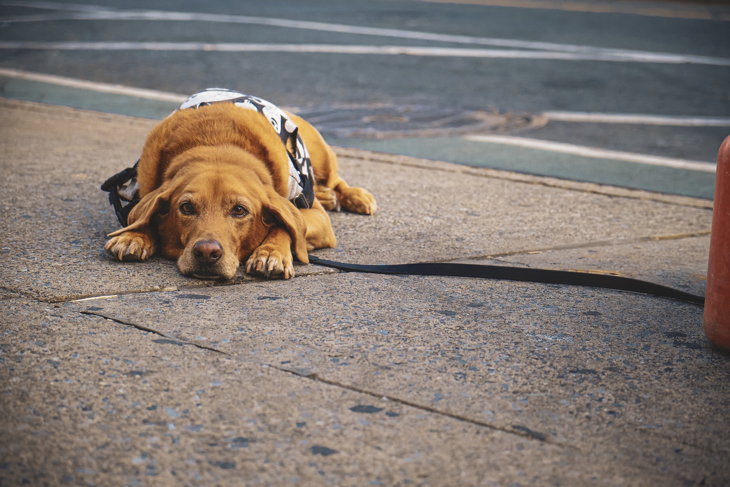 FLATTENED DOG_V1_COLOR-3.jpeg