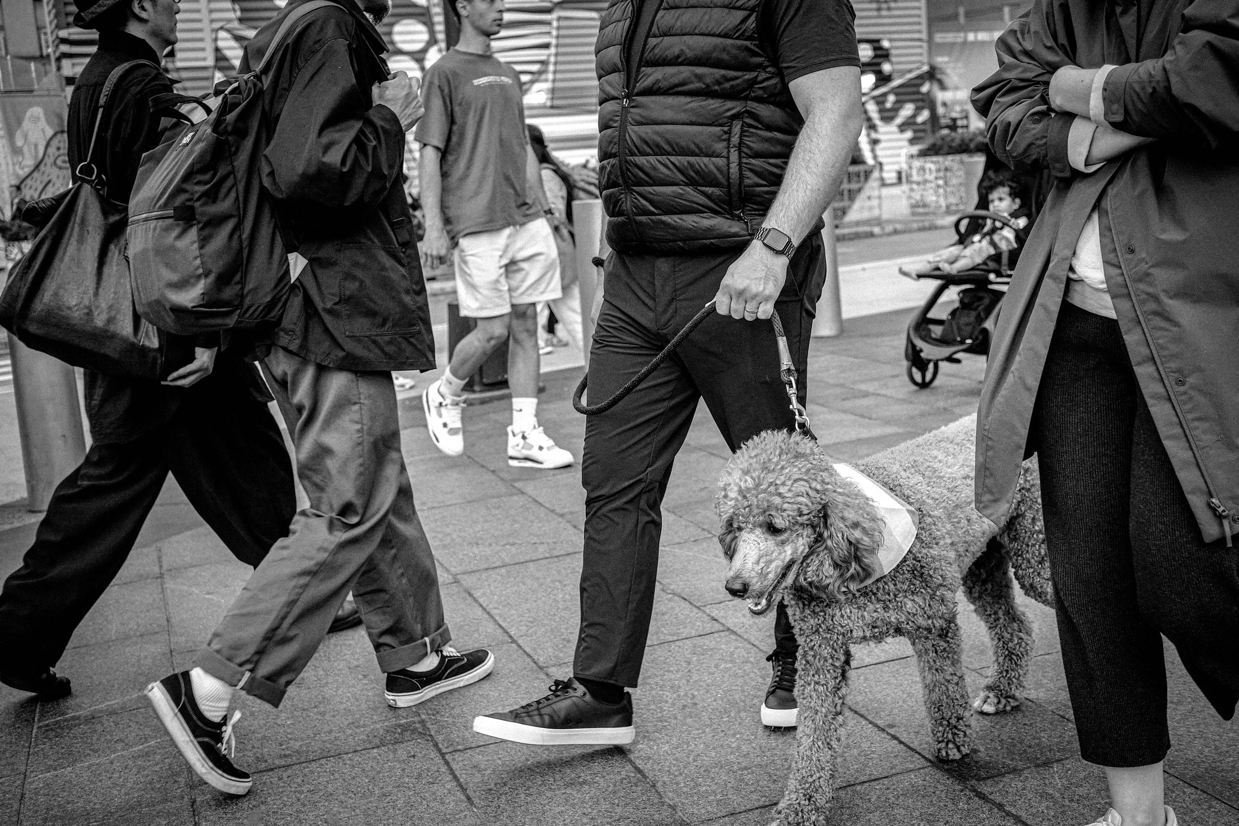 POODLE-5.jpeg