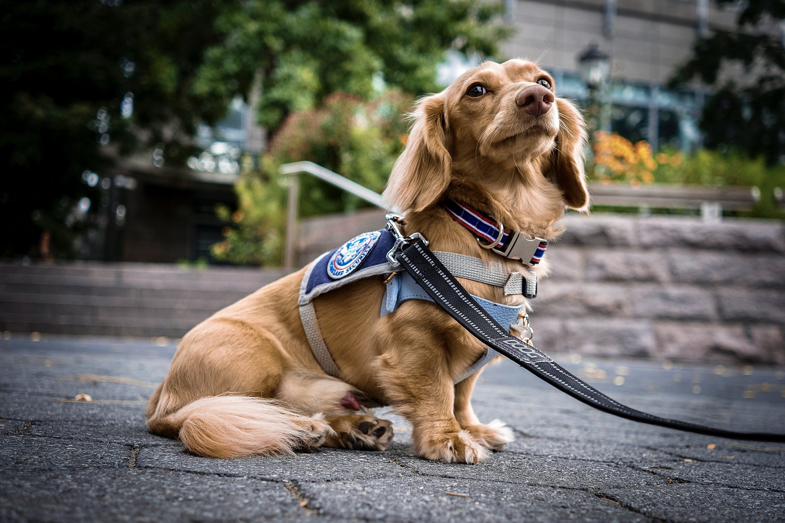 DOG_2ND GO_V2-2.jpg