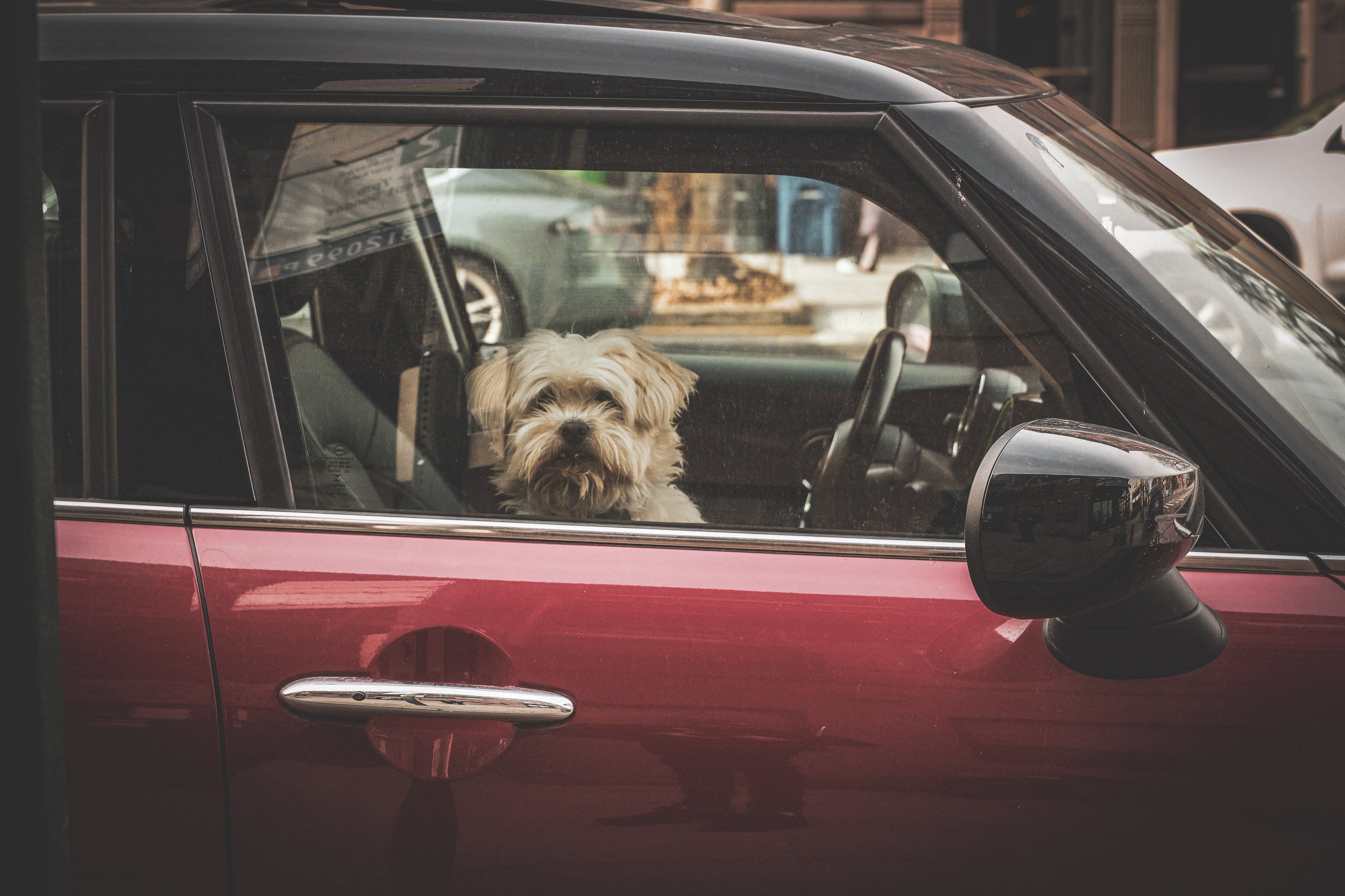mini dog 2-2.jpeg