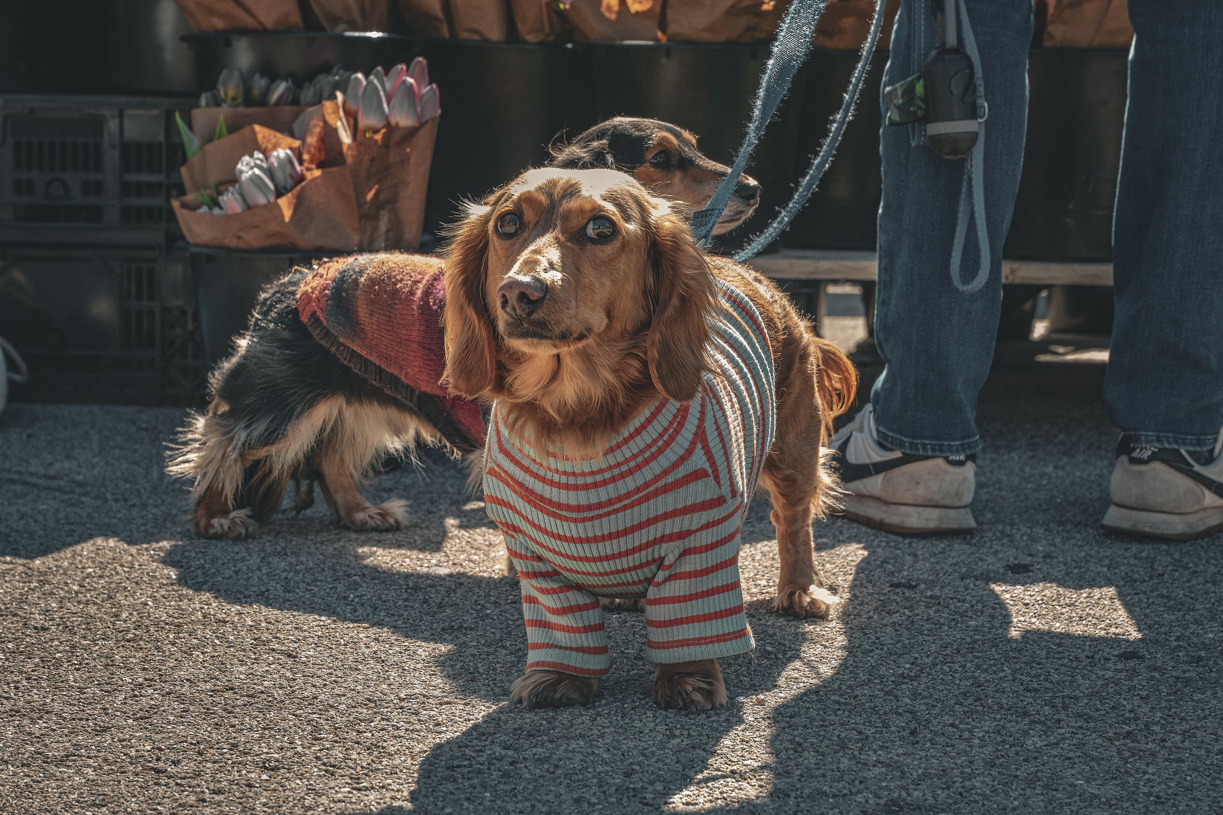 DUB DOG 2.jpeg