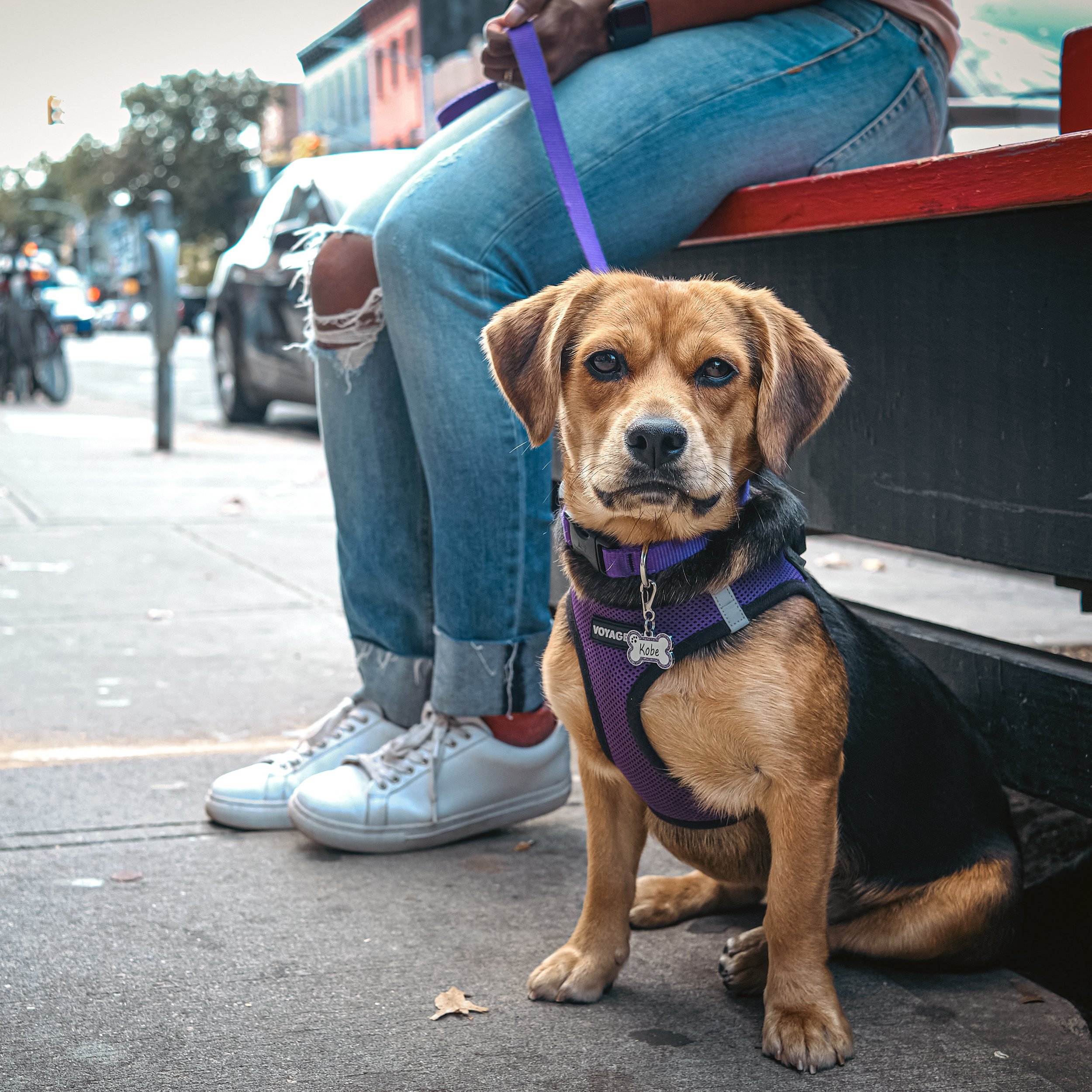PUP STOP WALK-2.jpg