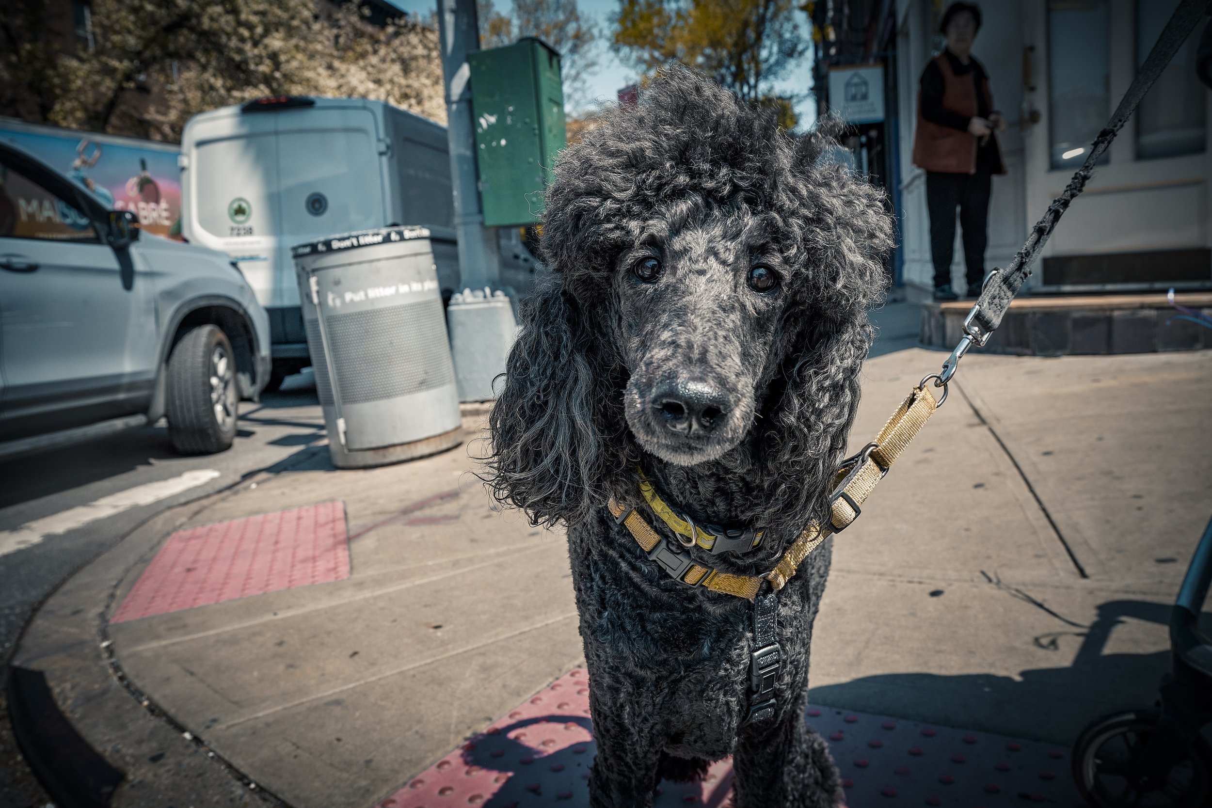 POODLES 2-2.jpeg