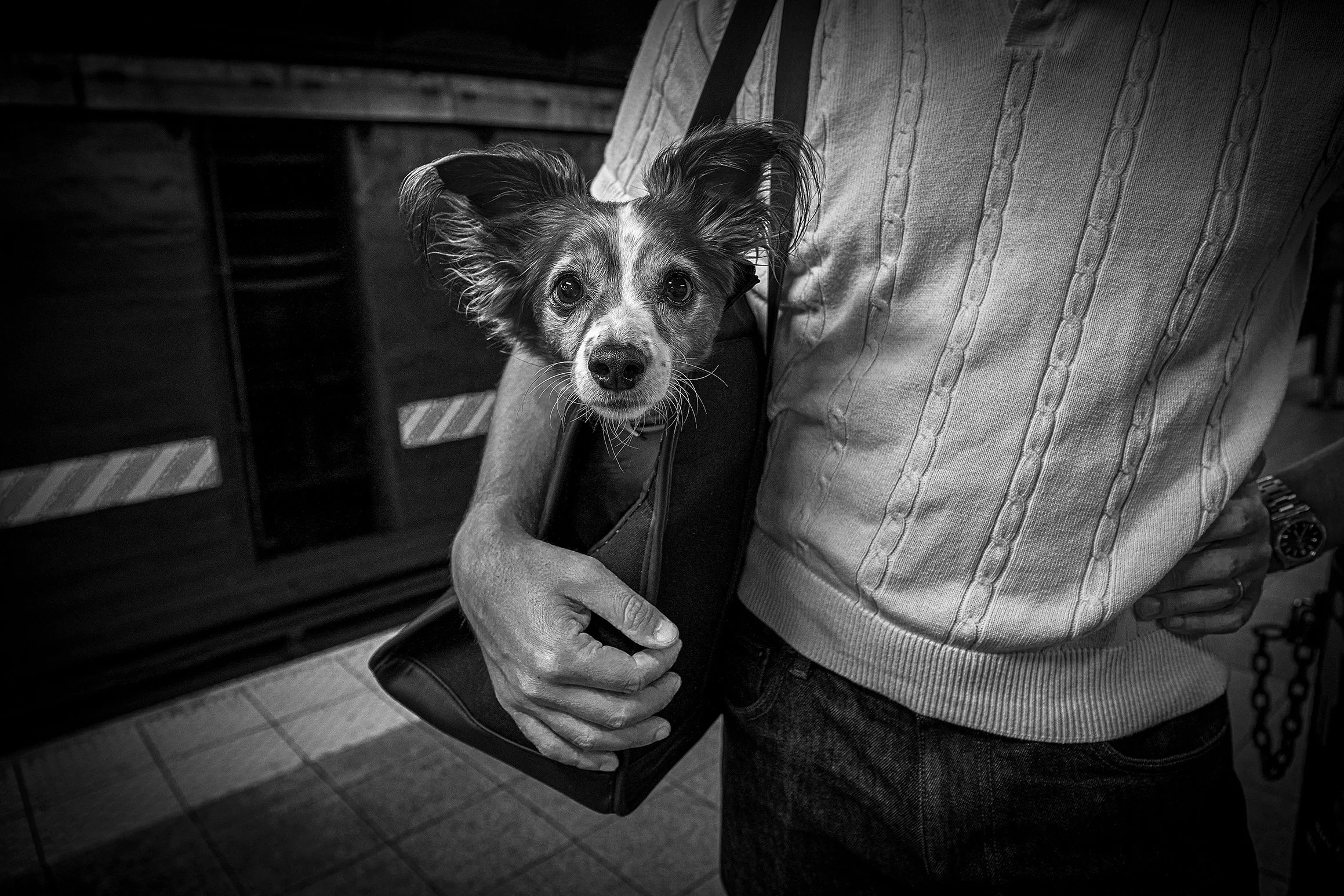 CUTE DOG 2-3_PUSH.jpg