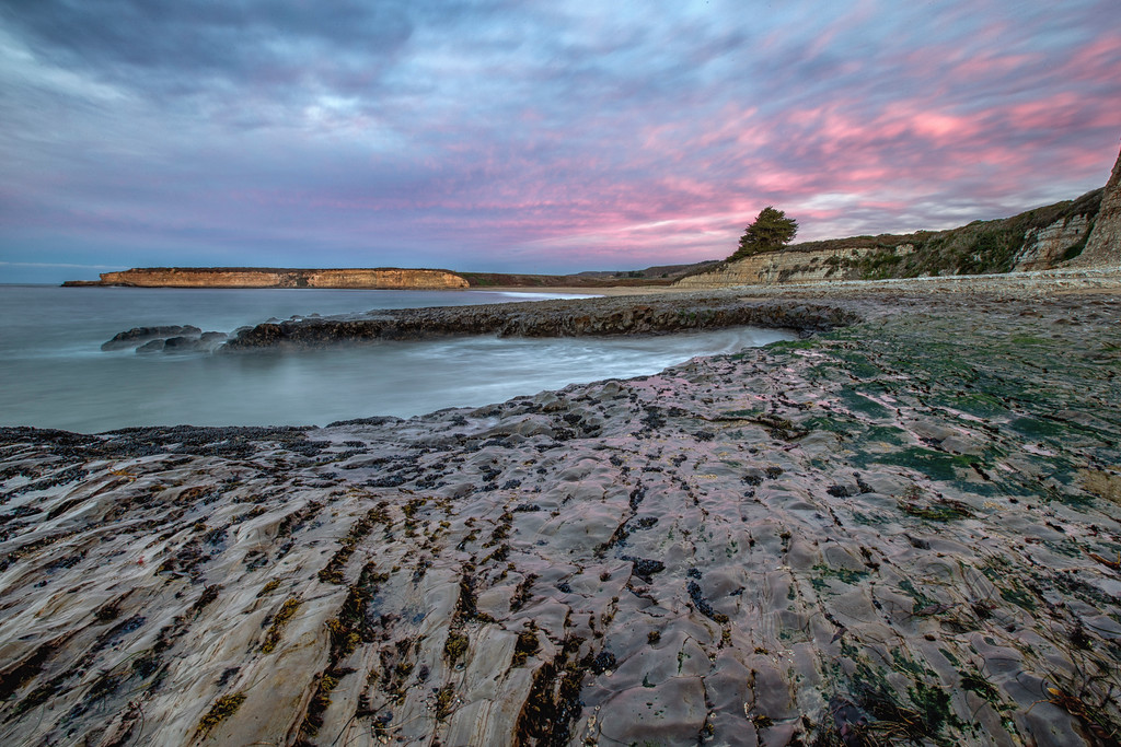Santa Cruz Pink Dawn