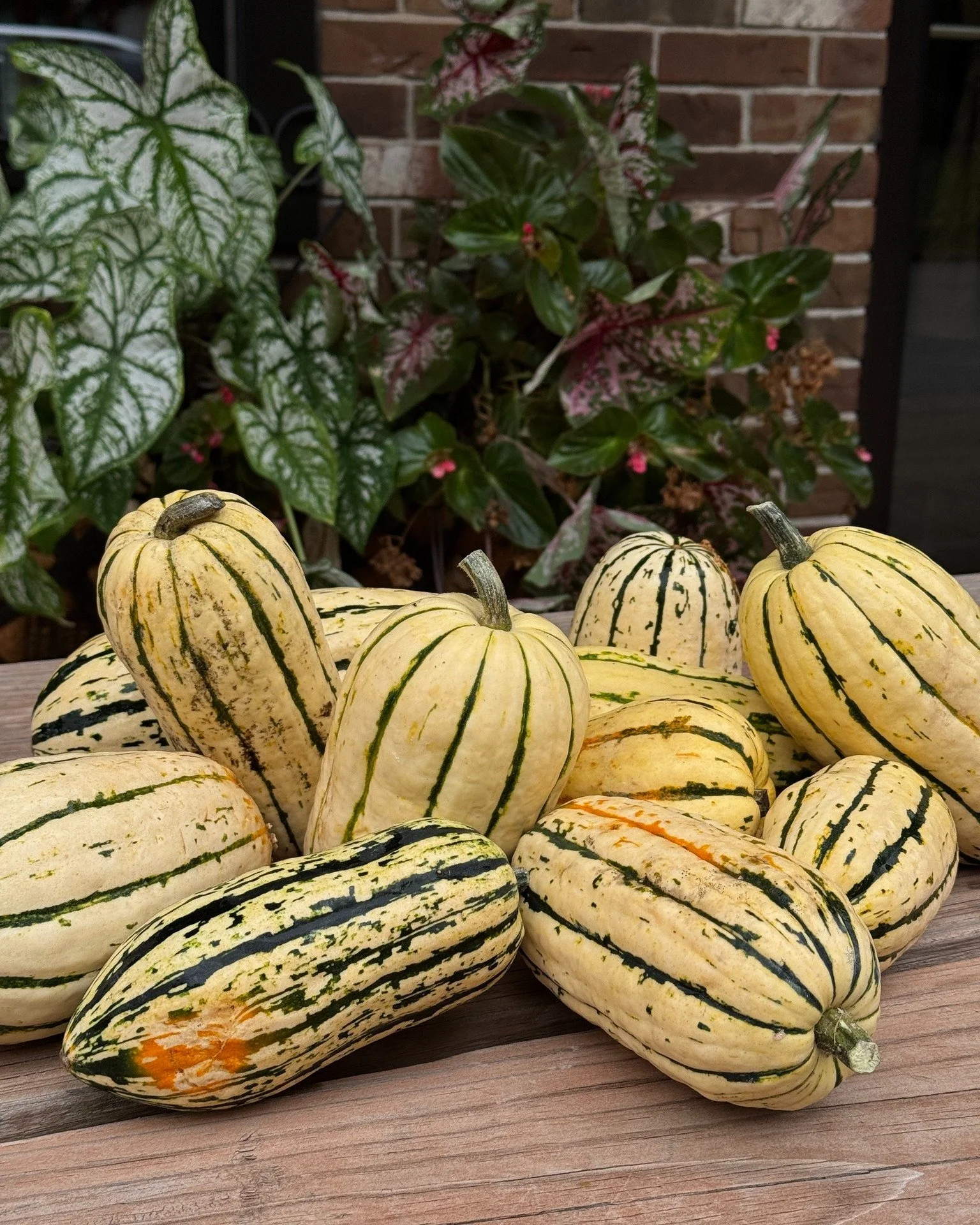 Summer has slipped into fall, which means more of your autumnal favorites will be coming to Farmhaus soon! 🍂

Make sure to keep an eye on our social media to see all the delicious features we&rsquo;re dishing up. And, you can always check out our da