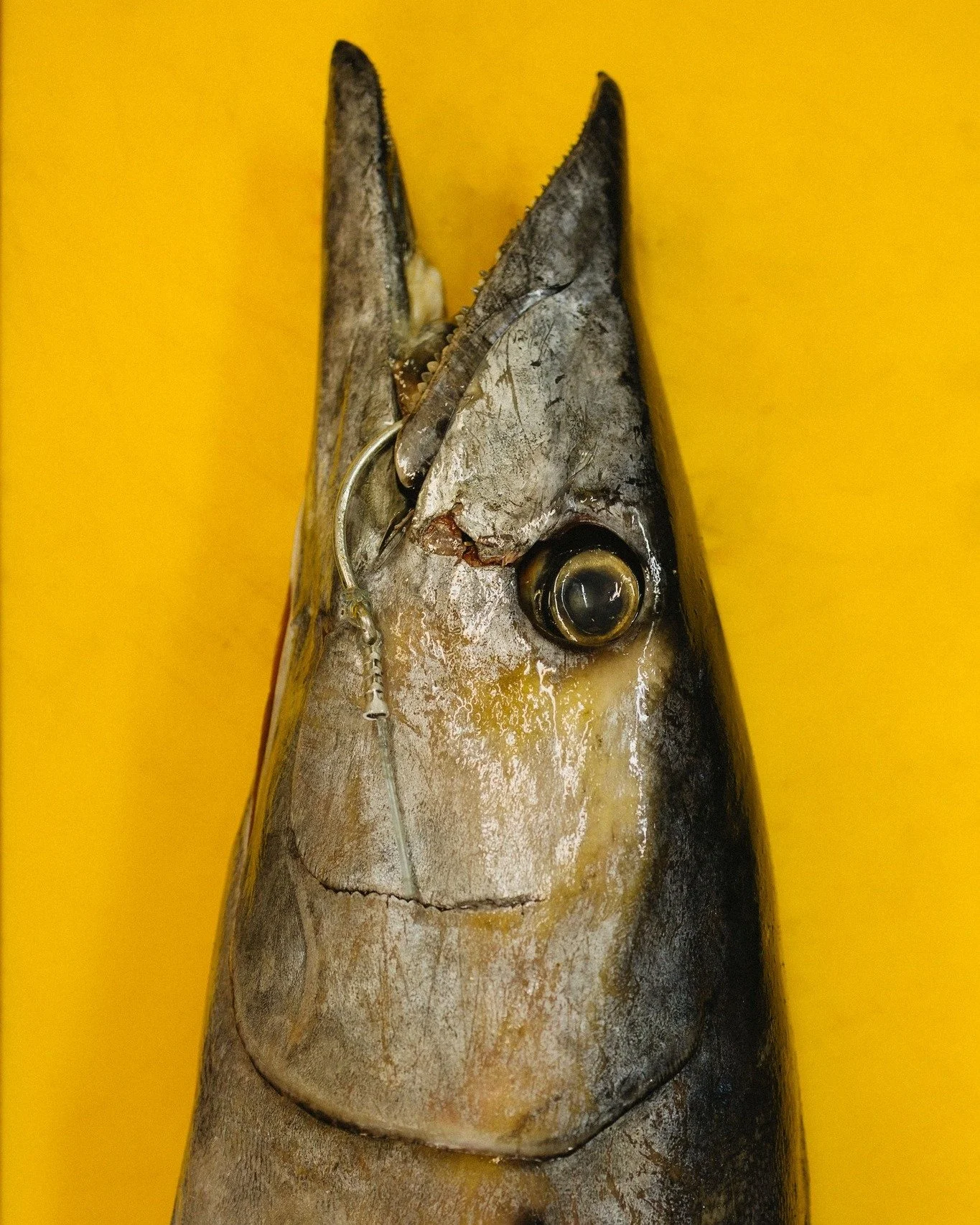 Mind if we reel you in? 🎣

Comment MENU and we&rsquo;ll send you what we&rsquo;re servin&rsquo; up this week! 

#StLouisFoodie #farmtotable #smallbusiness #tastingmenu #stlhiddengem