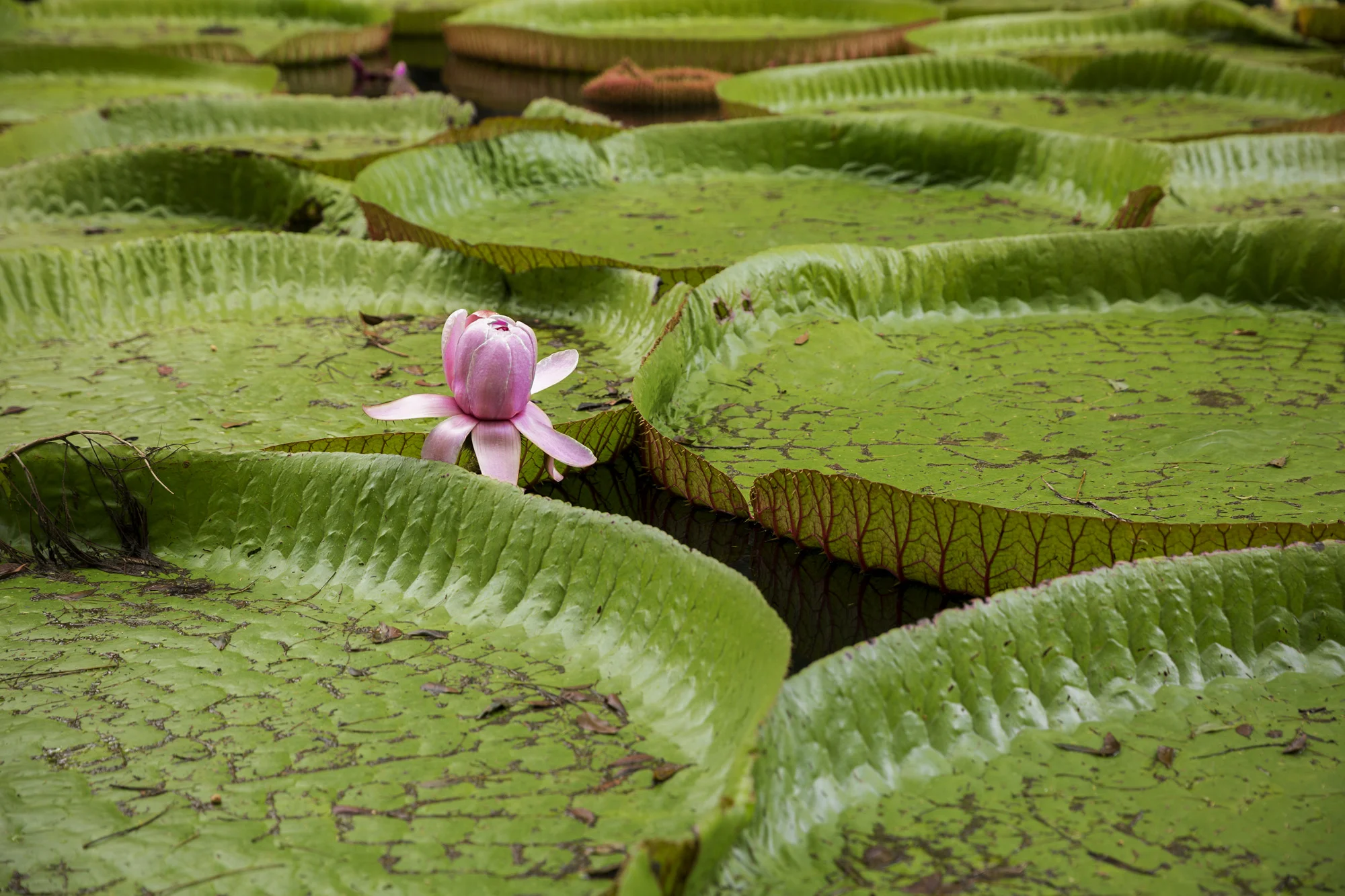 Lilypads - Botanical Garden, Mauritius