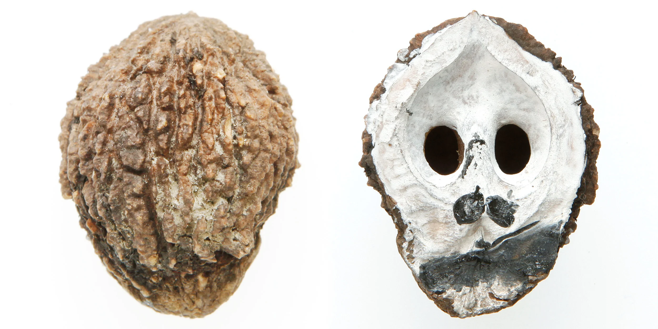 INAWILDERWORLD_Skulls-4.jpg