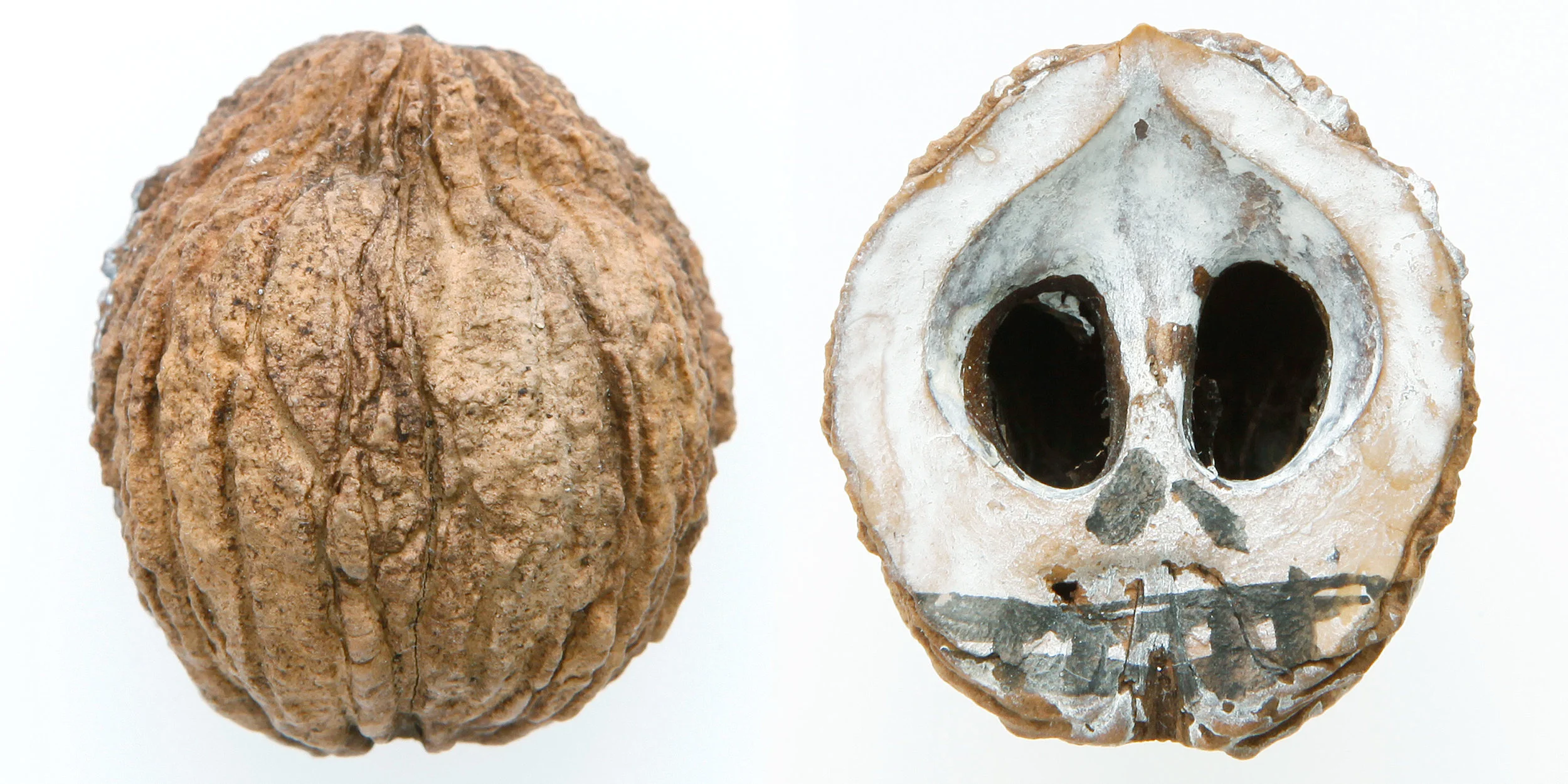 INAWILDERWORLD_Skulls-3.jpg