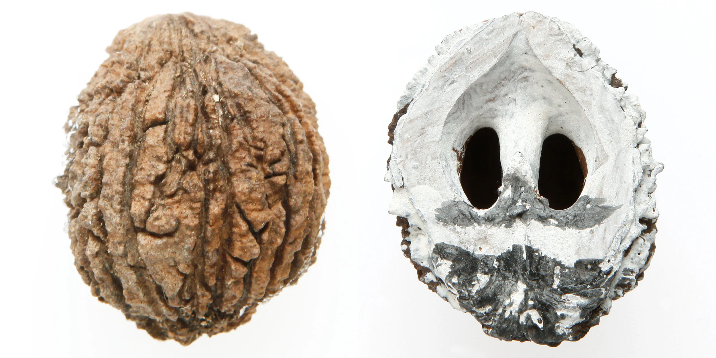 INAWILDERWORLD_Skulls-5.jpg
