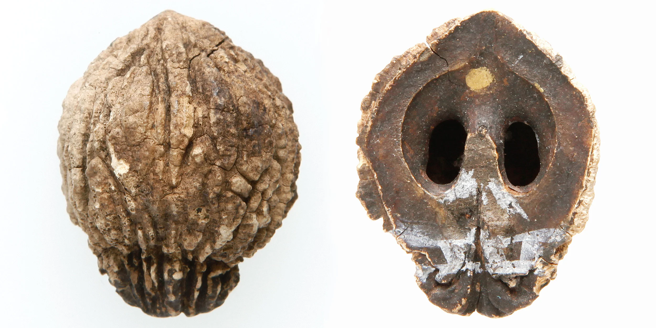 INAWILDERWORLD_Skulls-9.jpg