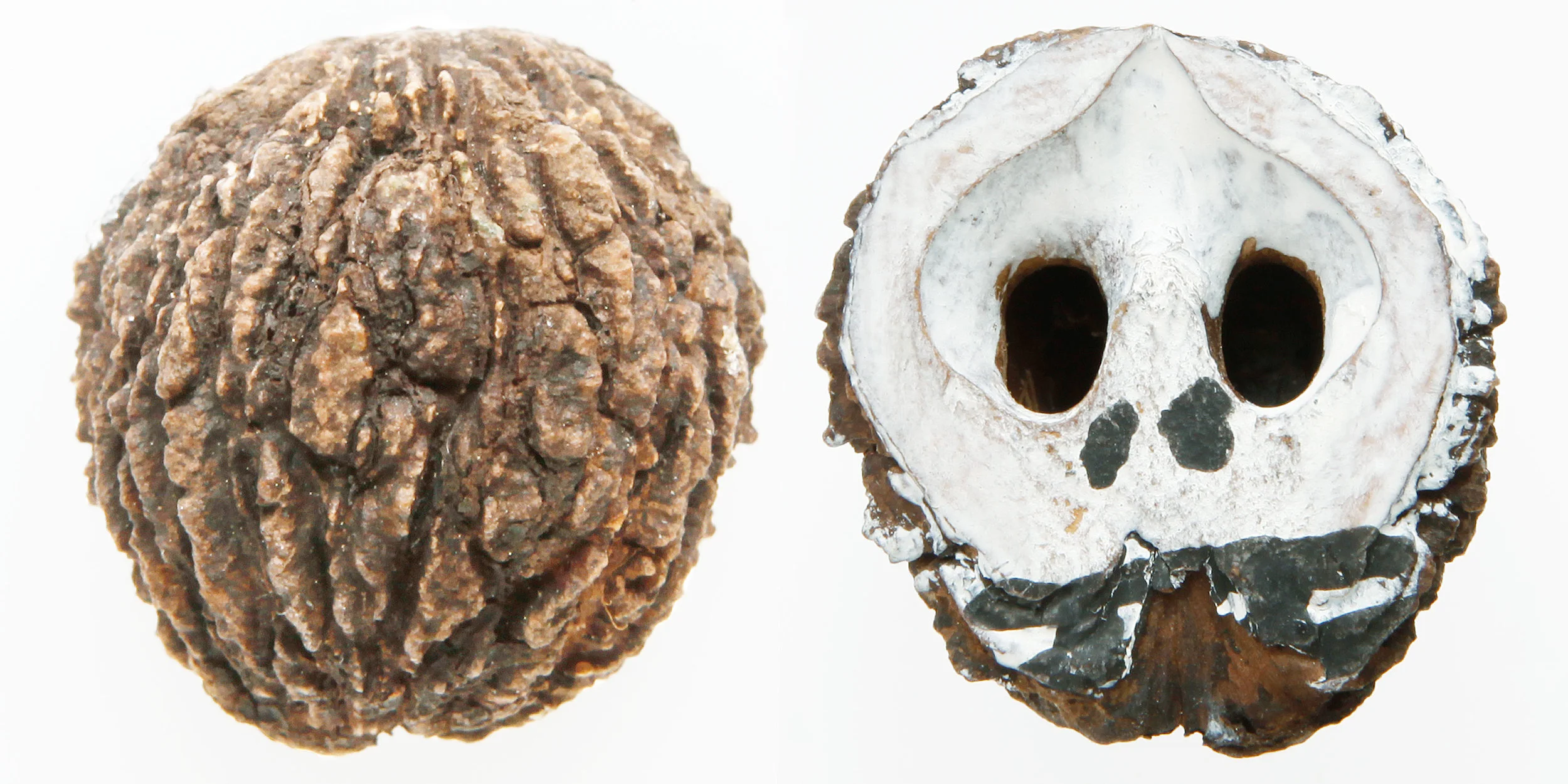 INAWILDERWORLD_Skulls-11.jpg