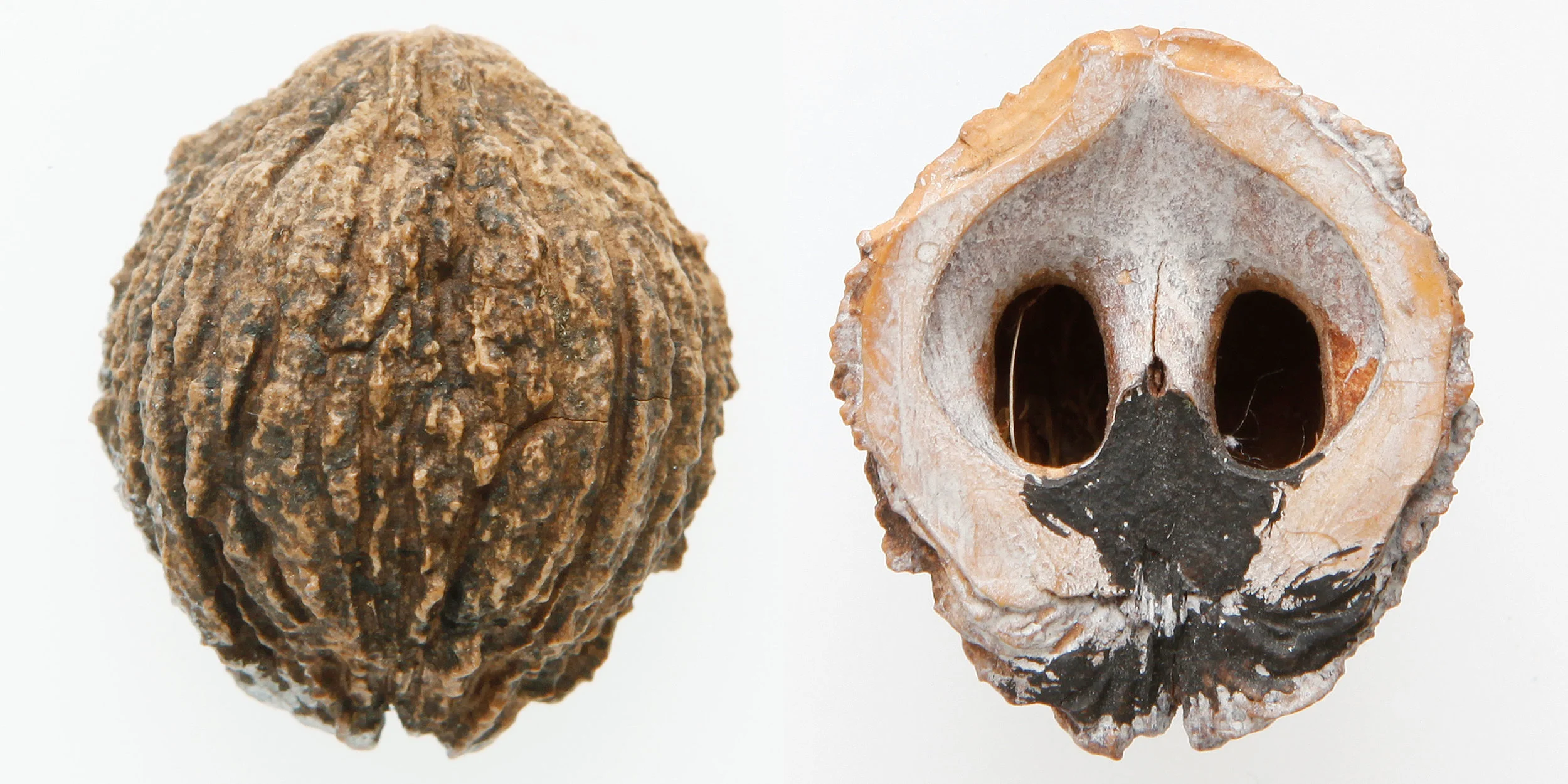 INAWILDERWORLD_Skulls-15.jpg