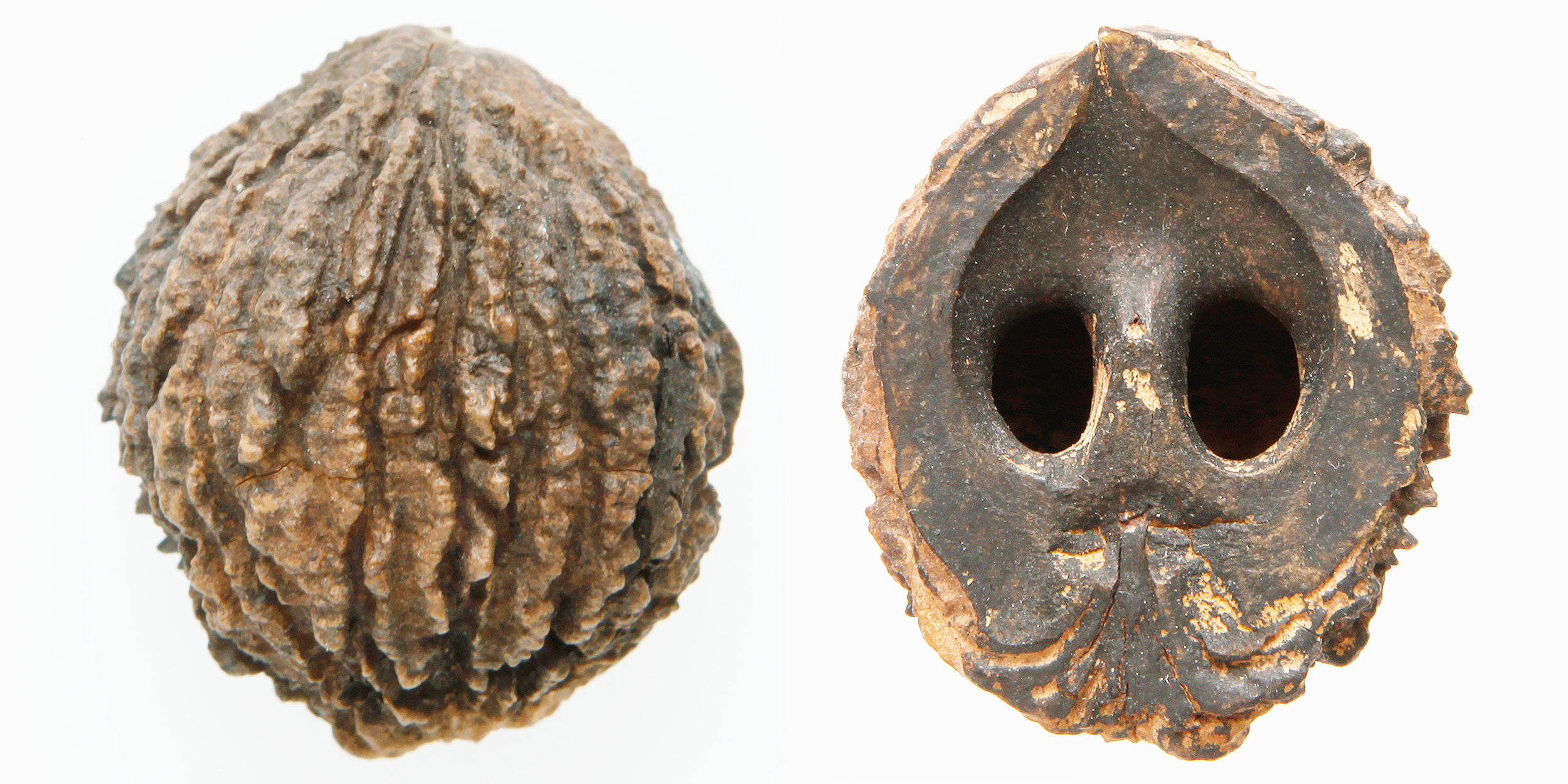 INAWILDERWORLD_Skulls-16.jpg