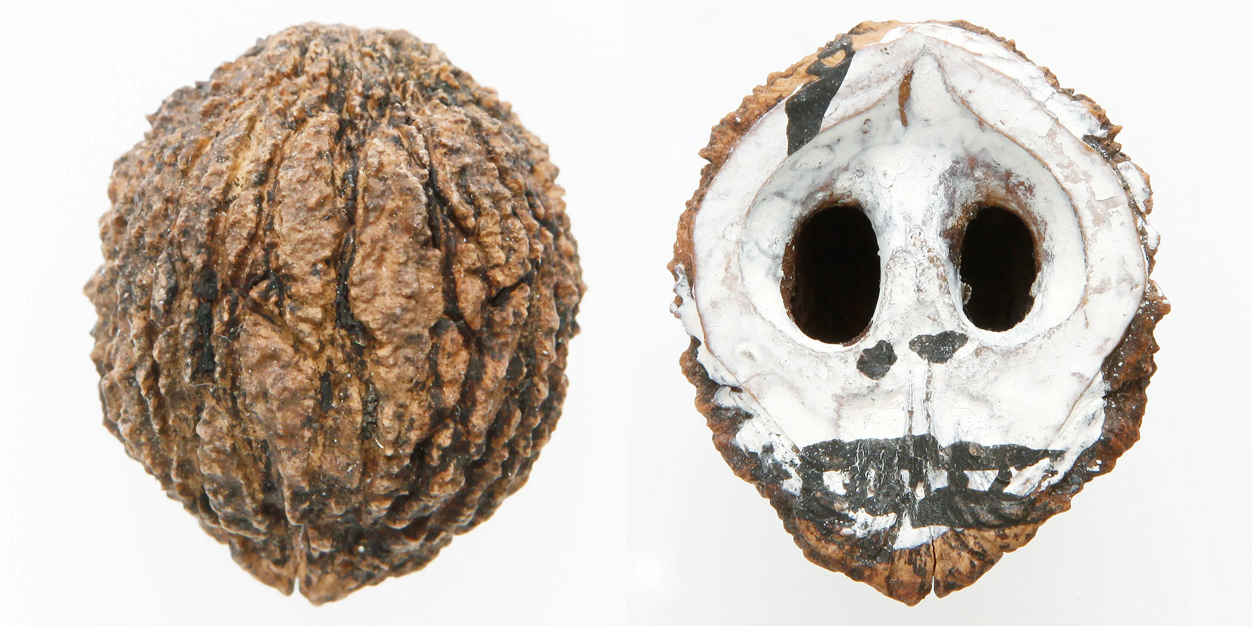 INAWILDERWORLD_Skulls-18.jpg